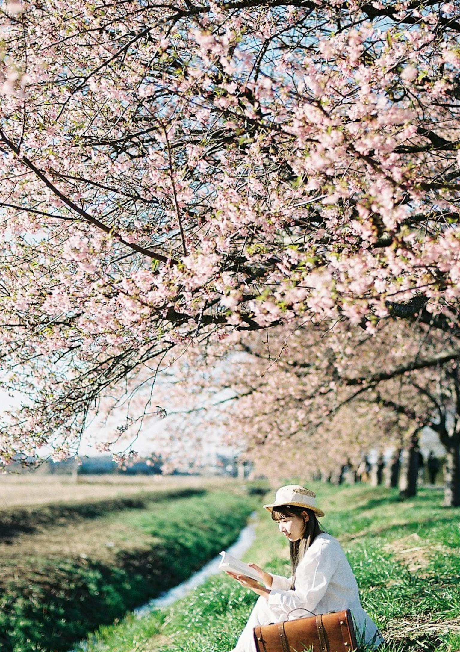Una donna che legge un libro sotto alberi di ciliegio in fiore