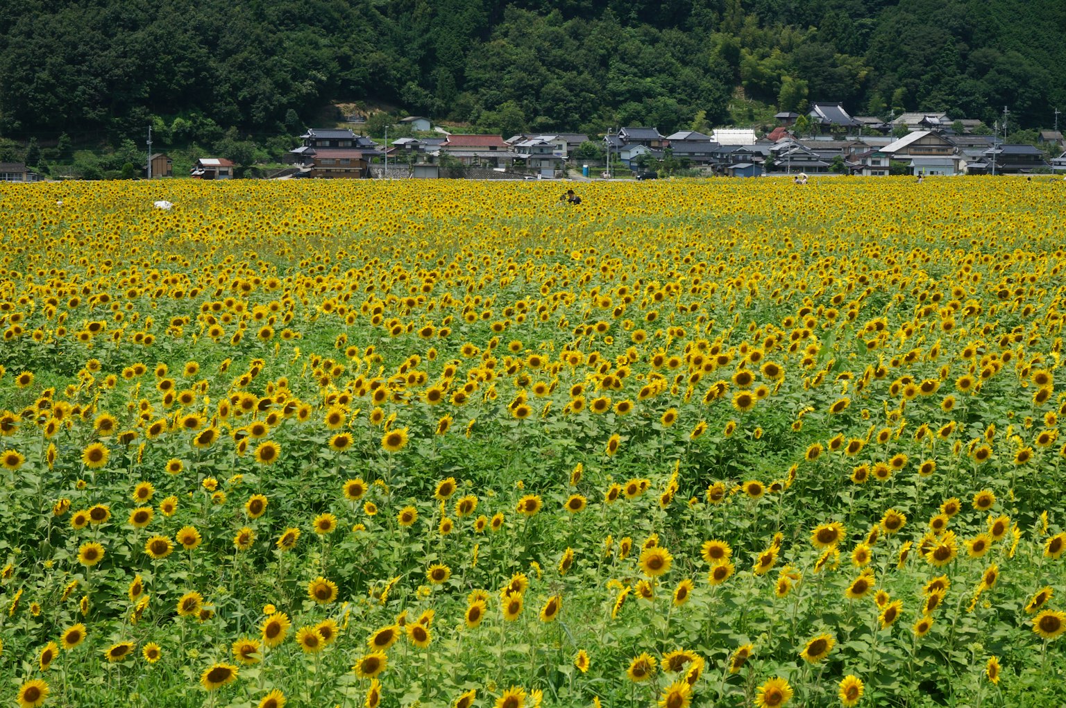 넓은 해바라기 밭과 배경의 작은 마을