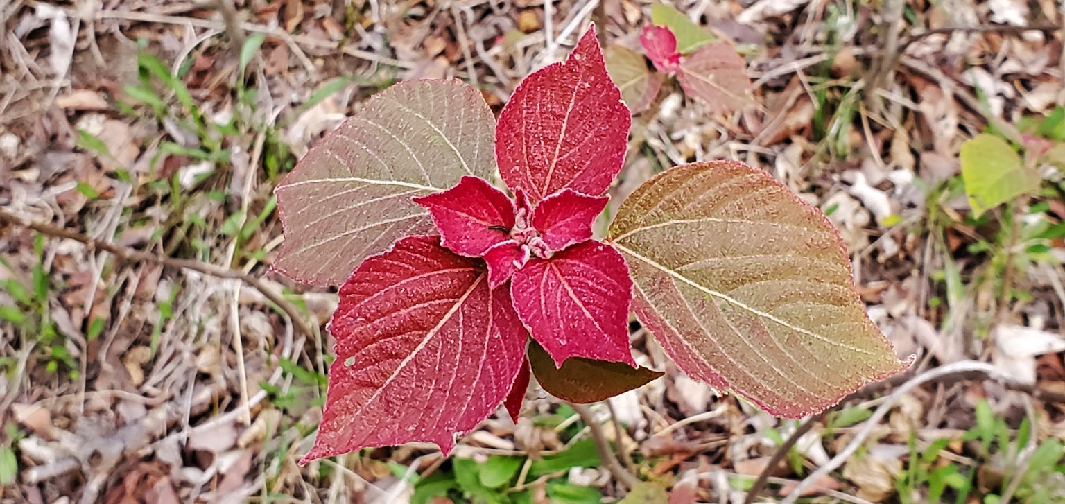 特写一株具有独特红绿叶子的植物