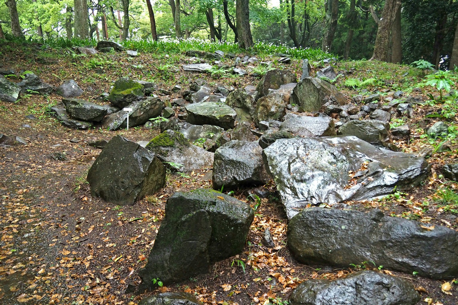 A rocky path surrounded by green trees
