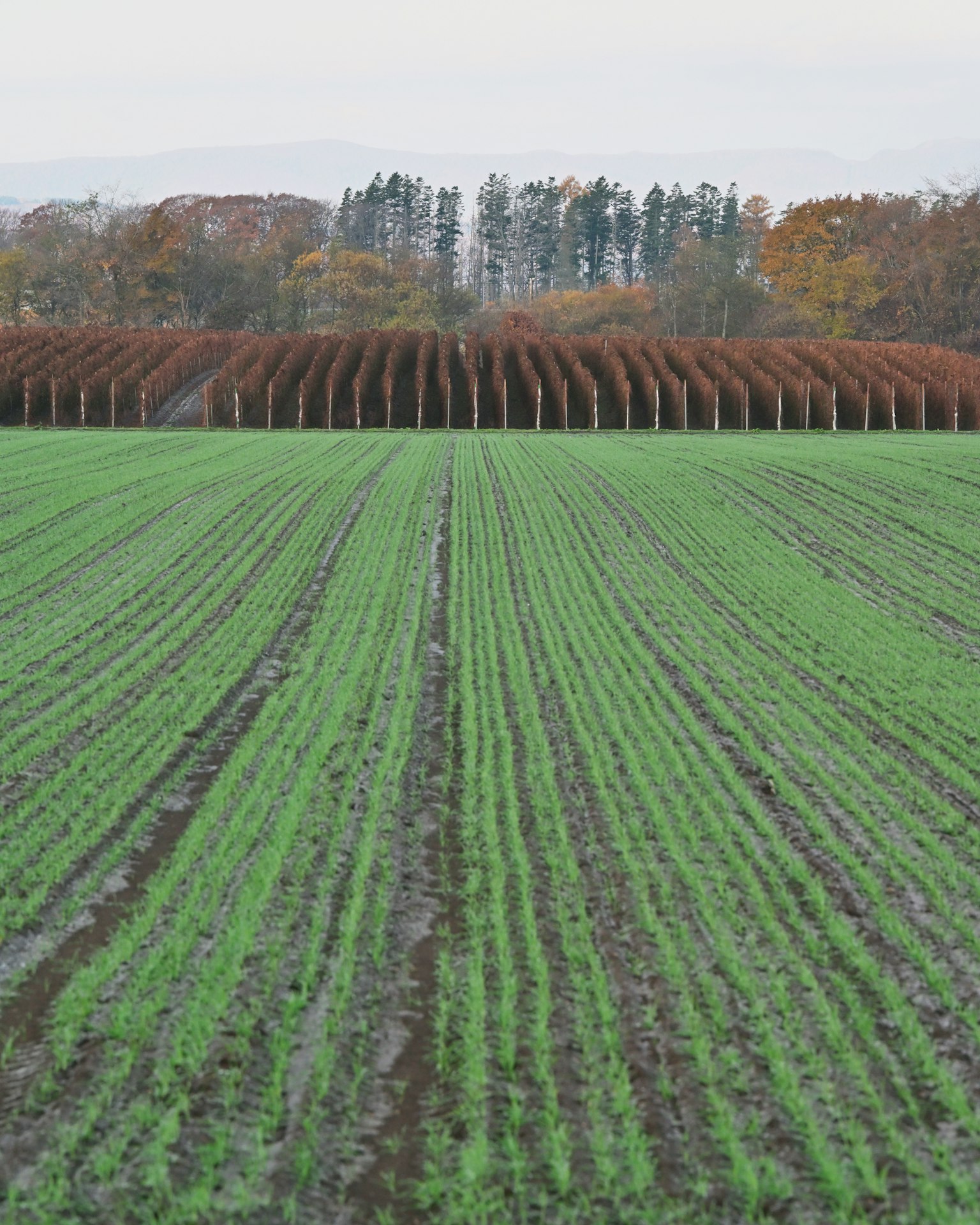 Thiết kế hình vuông xám đơn giản trên nền tối