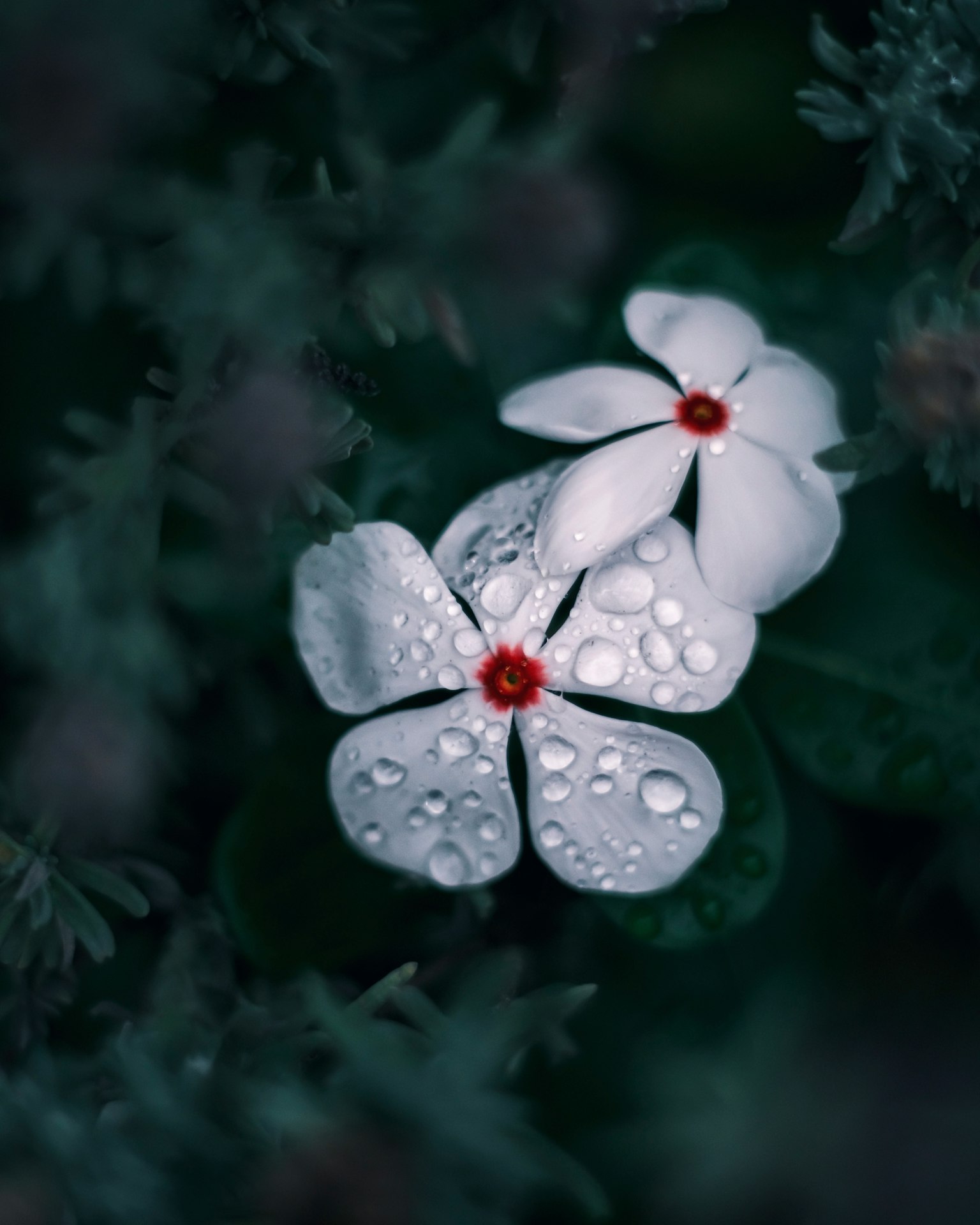Gros plan de fleurs blanches avec des gouttes d'eau sur des feuilles vertes