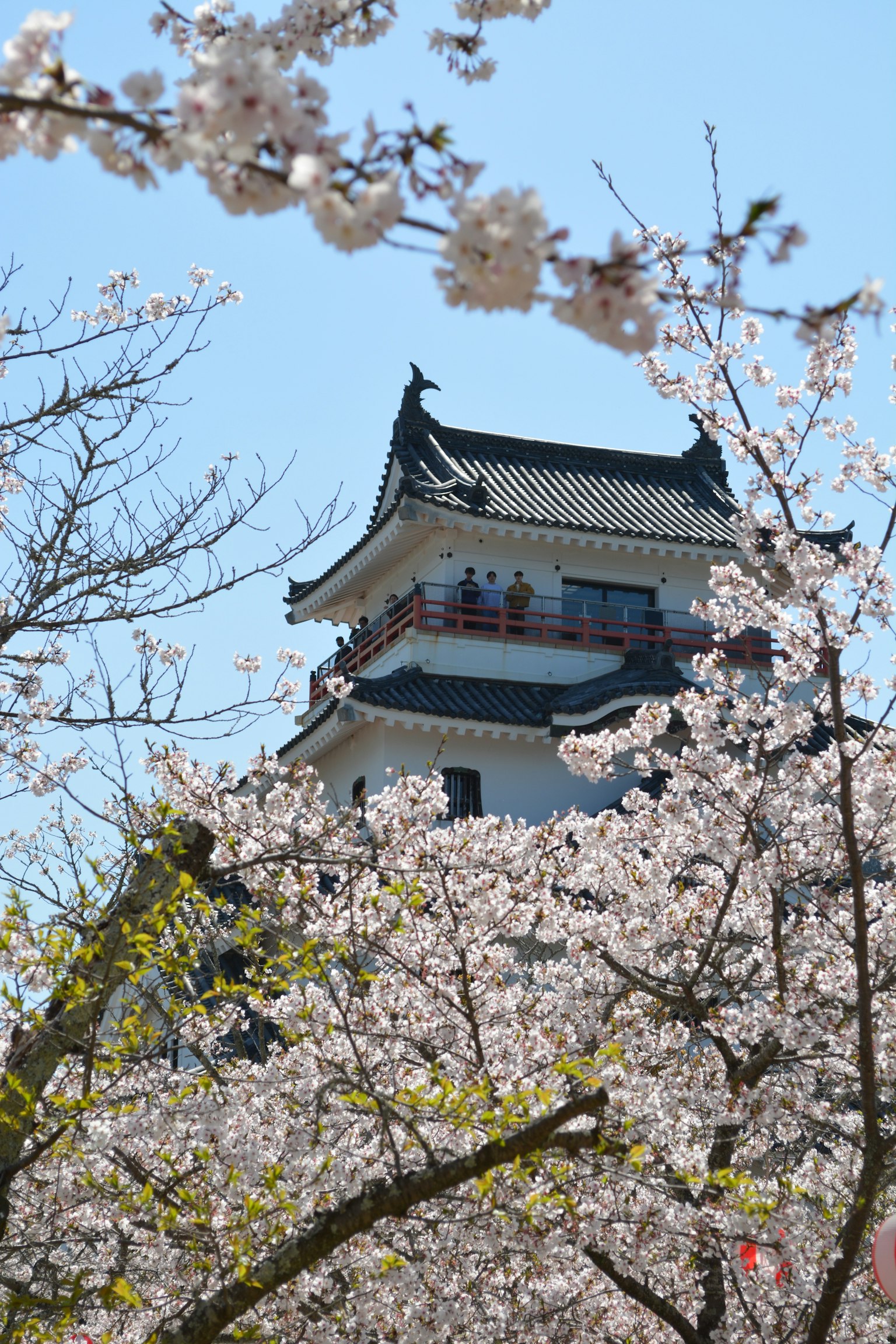 城堡塔楼透过樱花树和蓝天可见