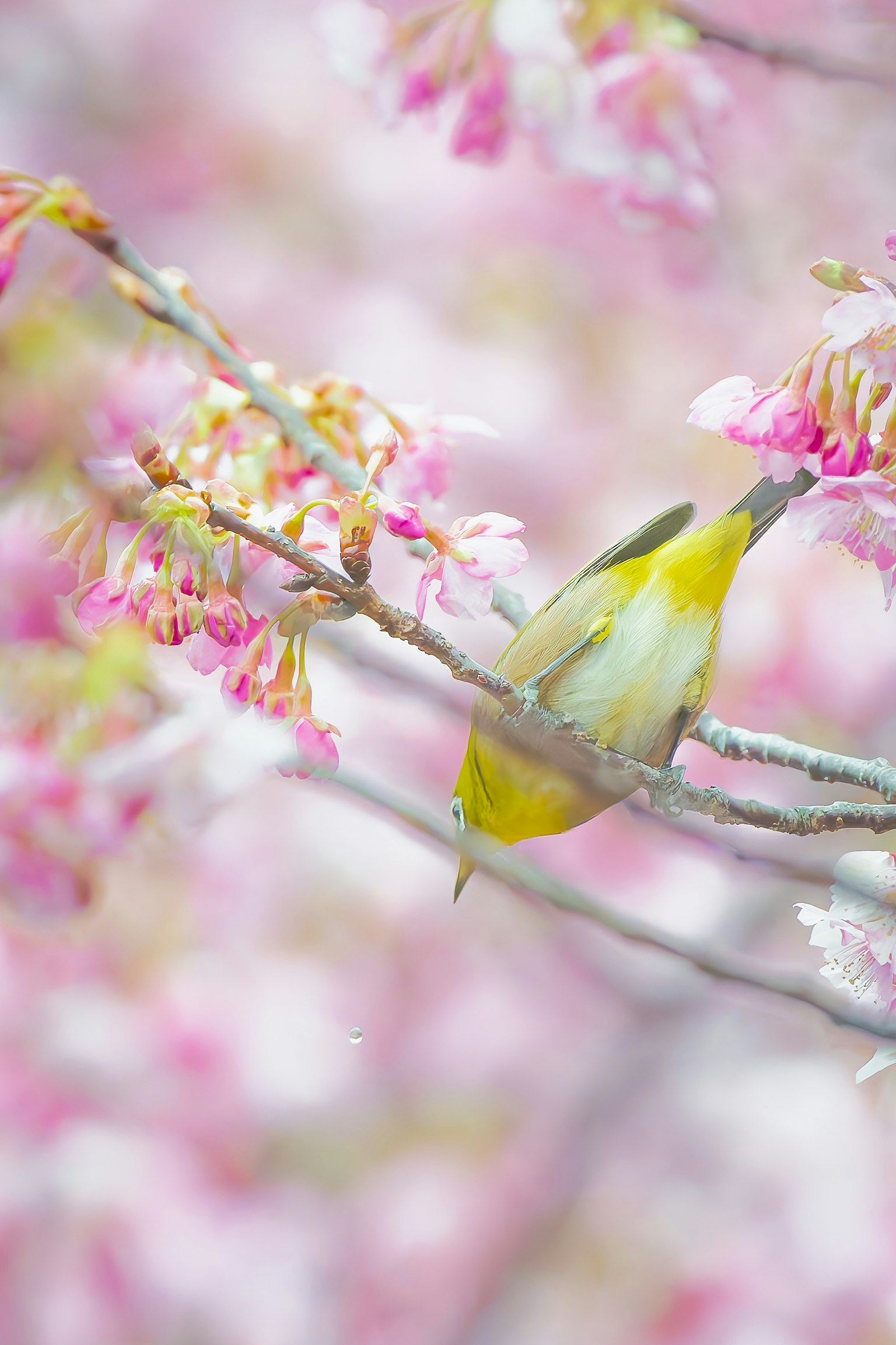 Burung kecil kuning di antara bunga sakura