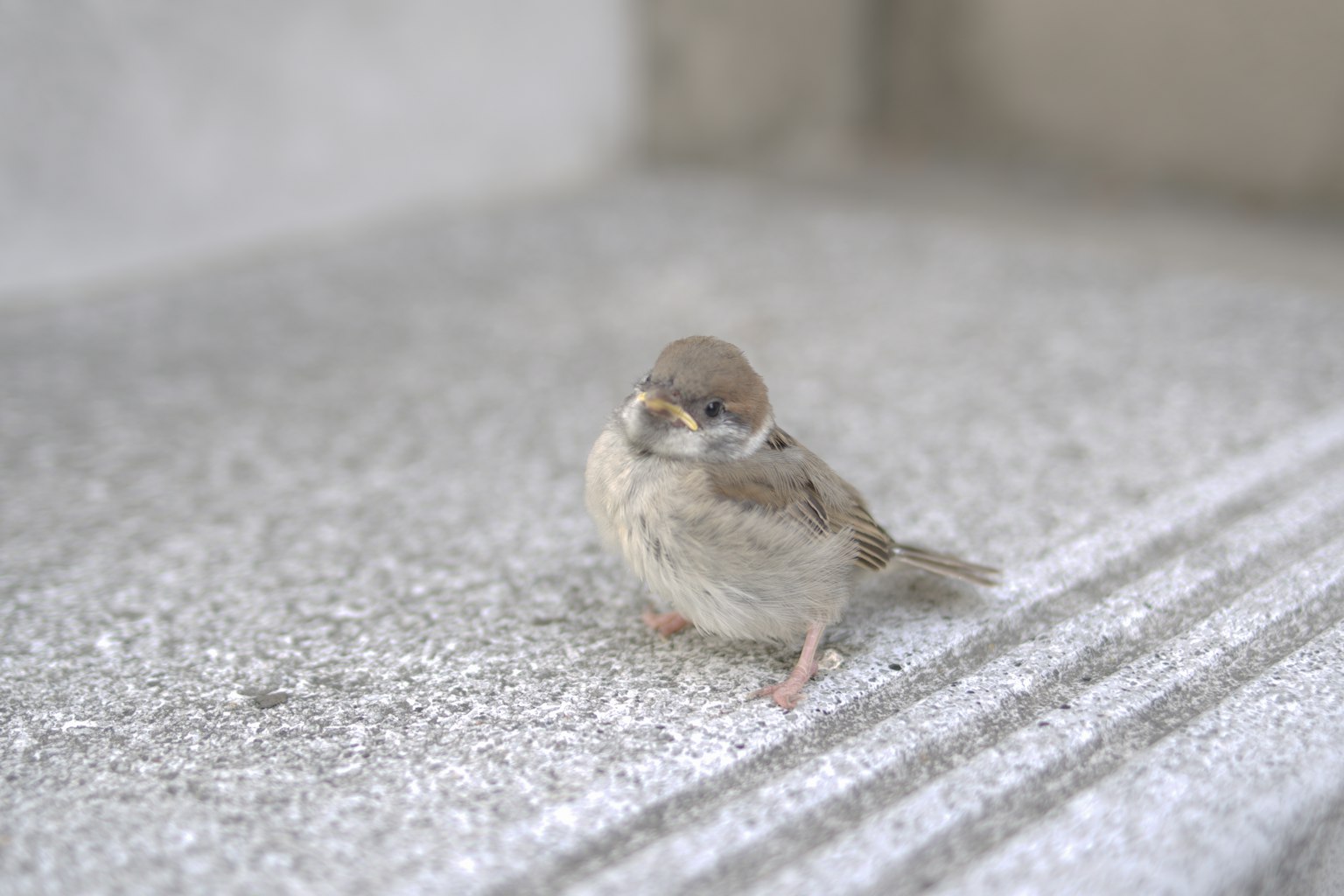 Un pequeño gorrión sentado en un escalón de concreto