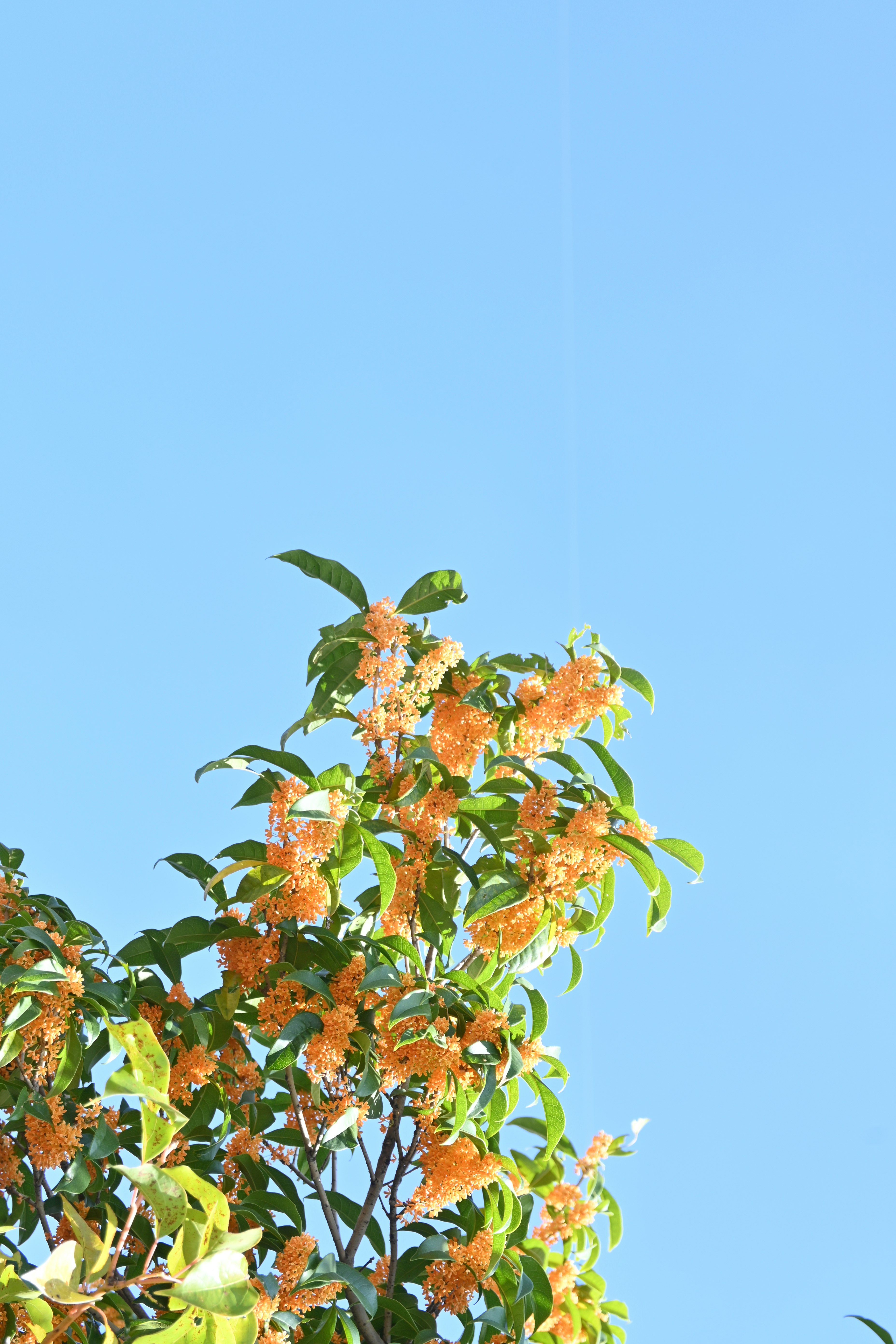青空に映えるオレンジ色の花と葉の木