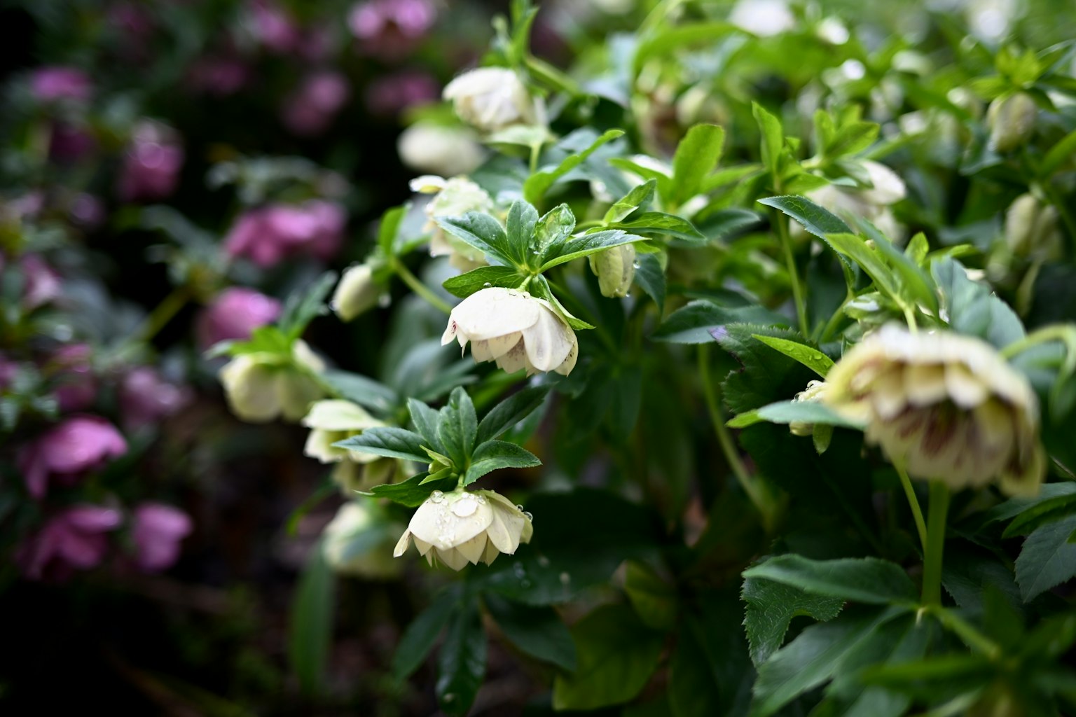 Foto ravvicinata di piante con fiori bianchi e foglie verdi