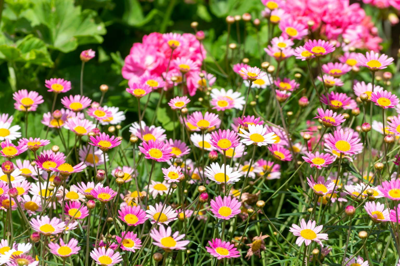 ทิวทัศน์สวนที่มีชีวิตชีวาเต็มไปด้วยดอกไม้สีชมพูและสีขาวที่บาน