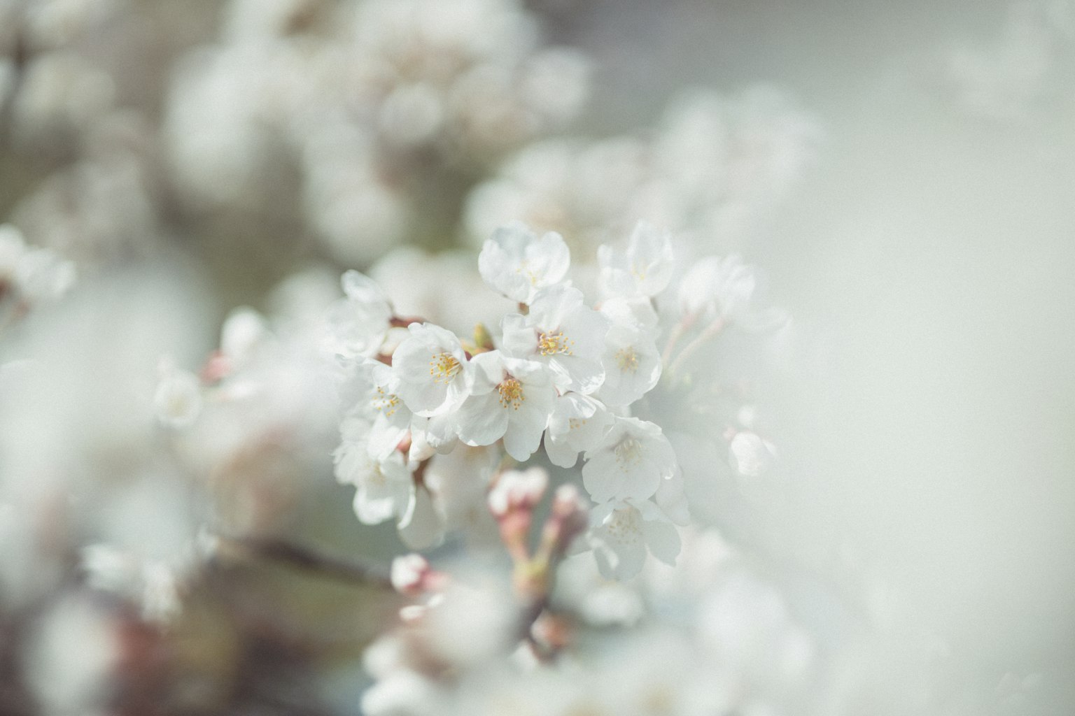Gros plan de fleurs blanches avec un arrière-plan flou