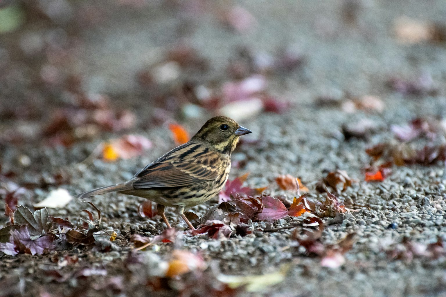 Ein kleiner Vogel, der zwischen gefallenen Blättern auf dem Boden läuft