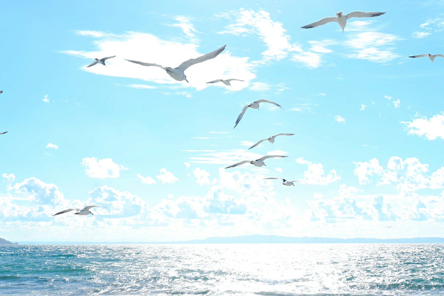 Weiße Vögel fliegen über den Ozean vor einem blauen Himmel