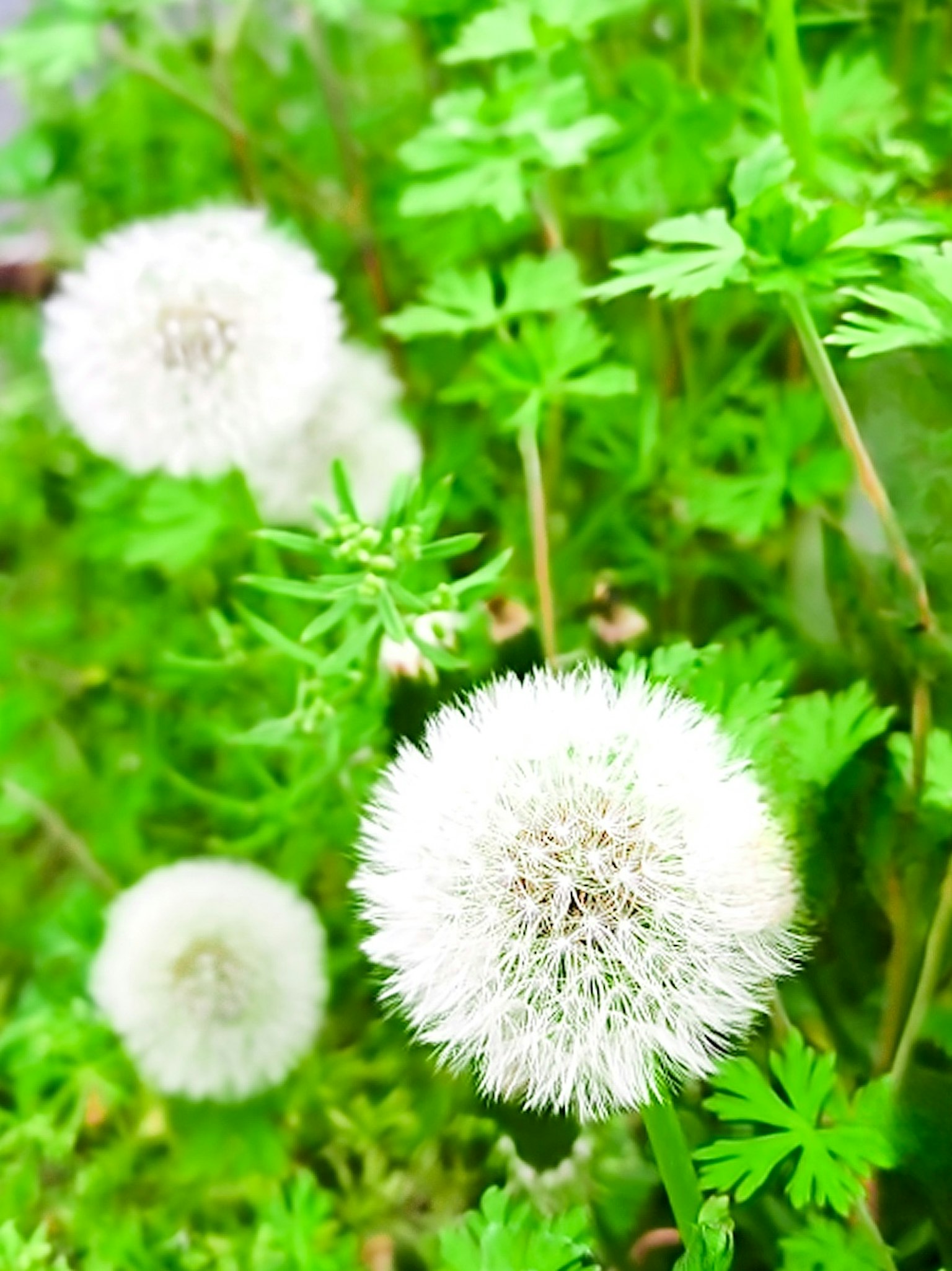 Bunga dandelion putih dikelilingi daun hijau