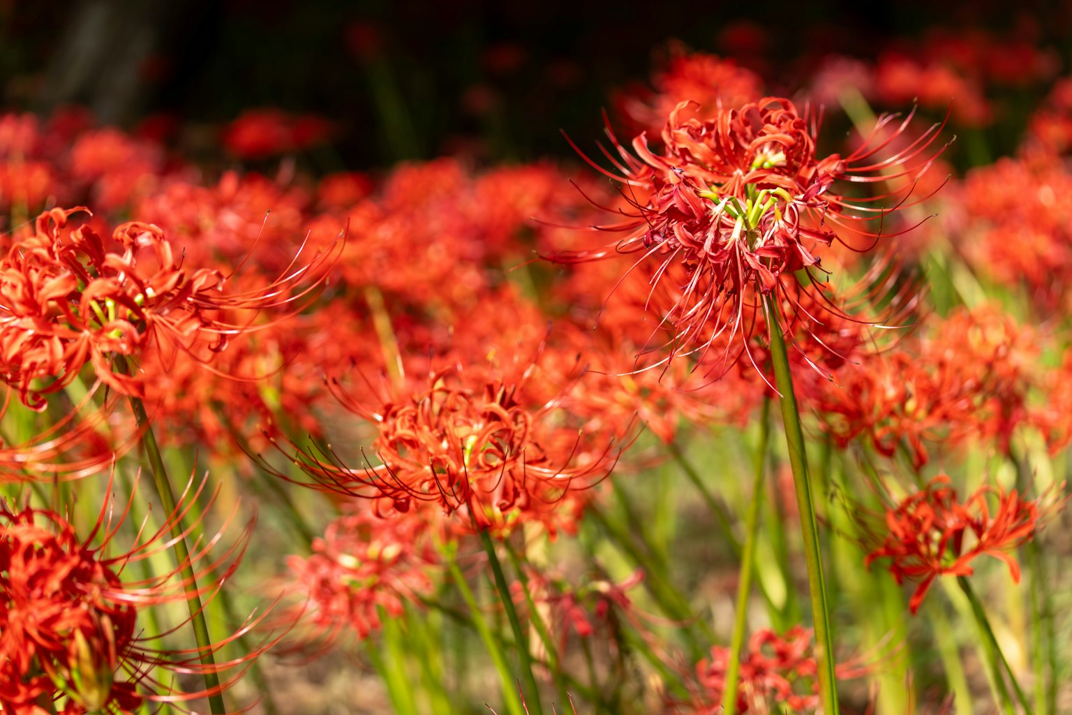 A field of vibrant red spider lilies in bloom