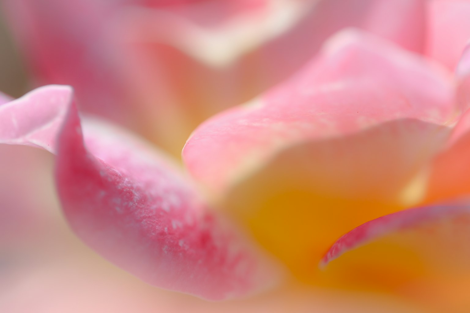 Primo piano di petali di rosa rosa che mostrano belle sfumature e una texture liscia