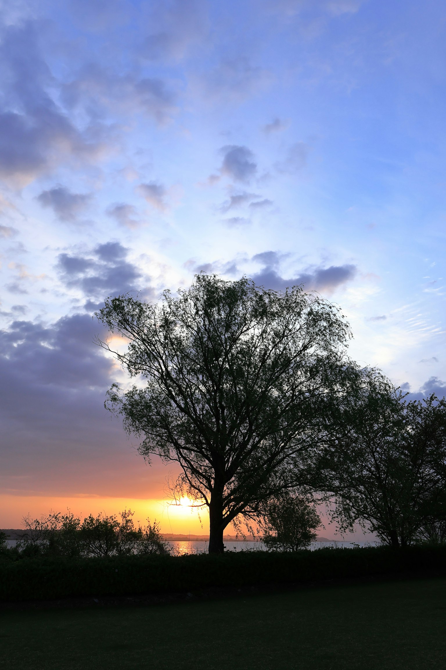 Landscape featuring a tree silhouetted against a sunset and blue sky
