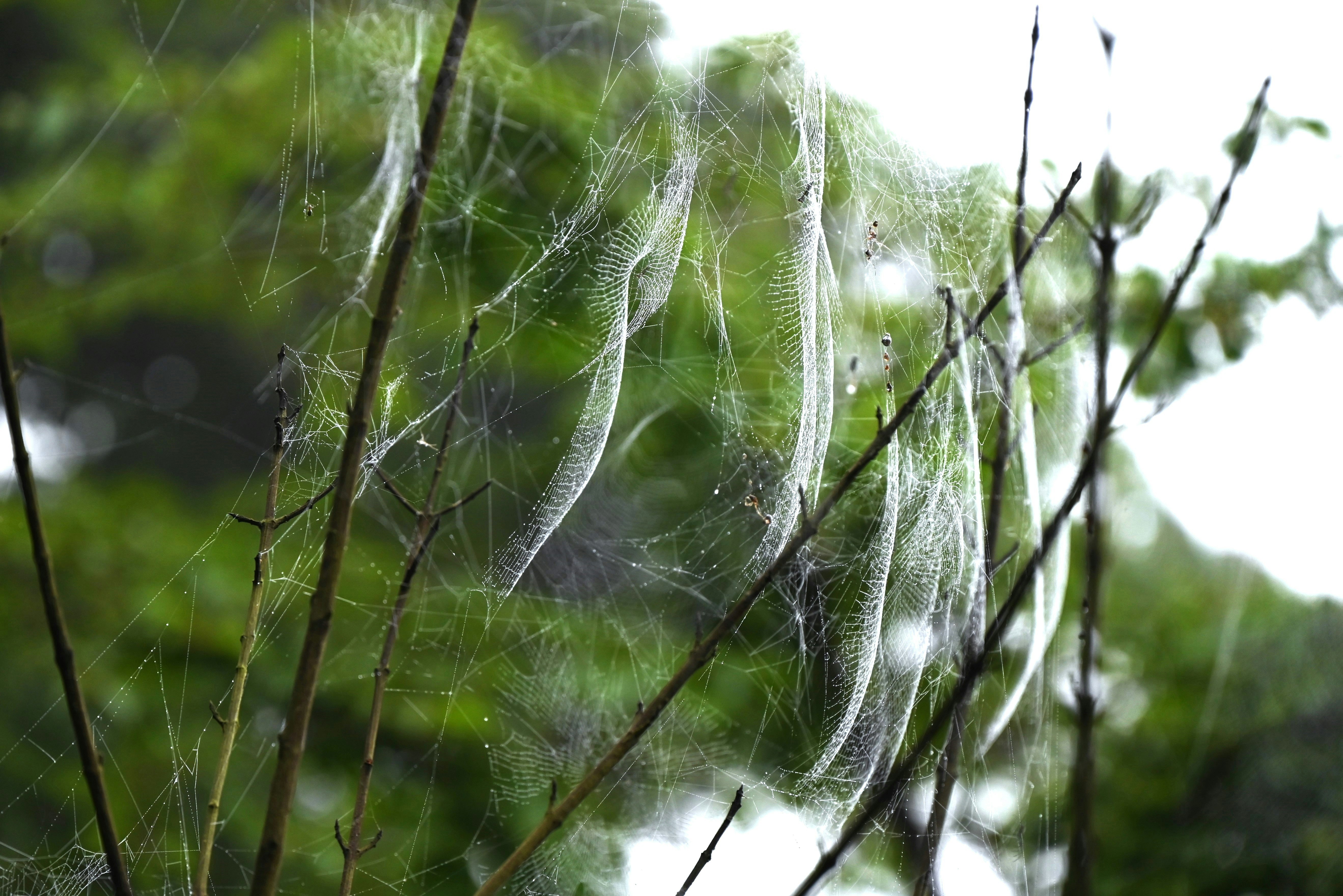树枝上的蜘蛛网特写