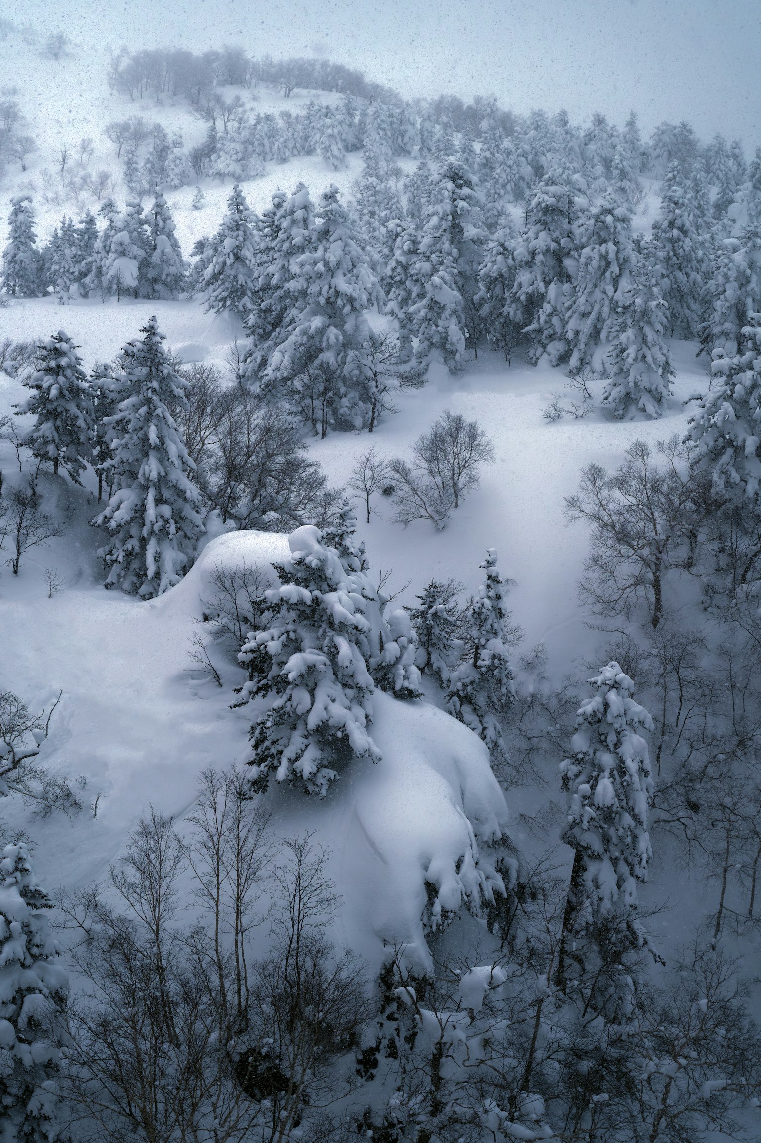被雪覆蓋的樹木景觀 冷藍色調