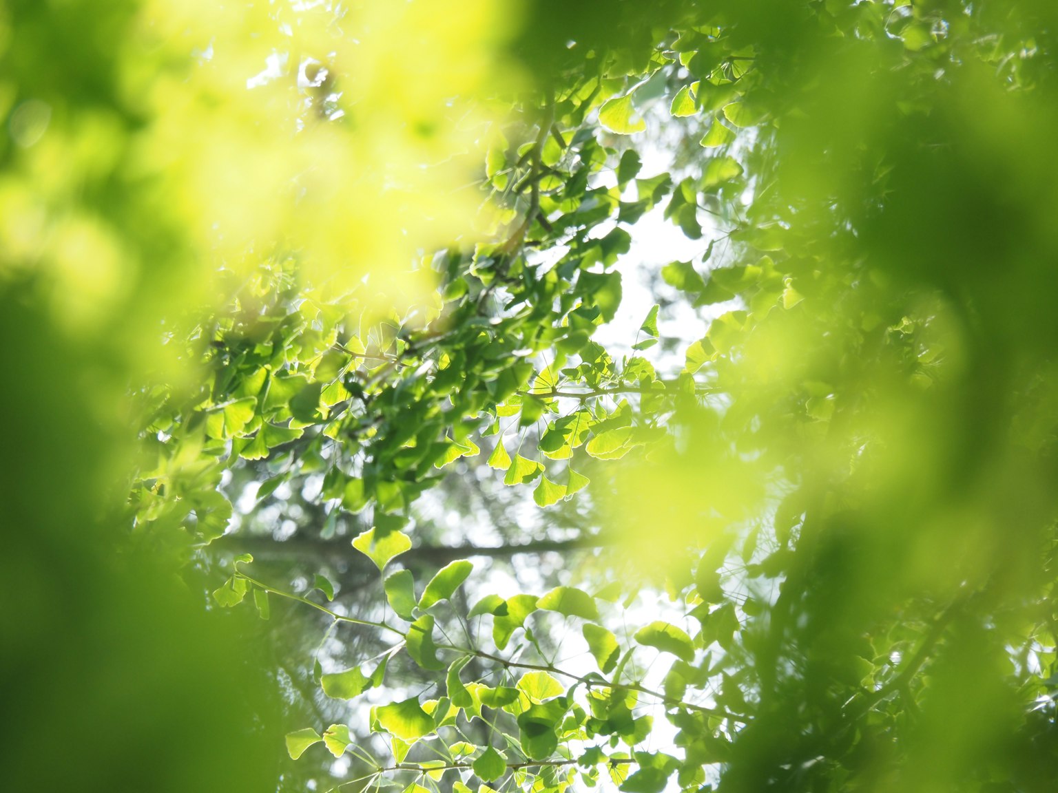 Luce solare che filtra attraverso foglie verdi vibranti