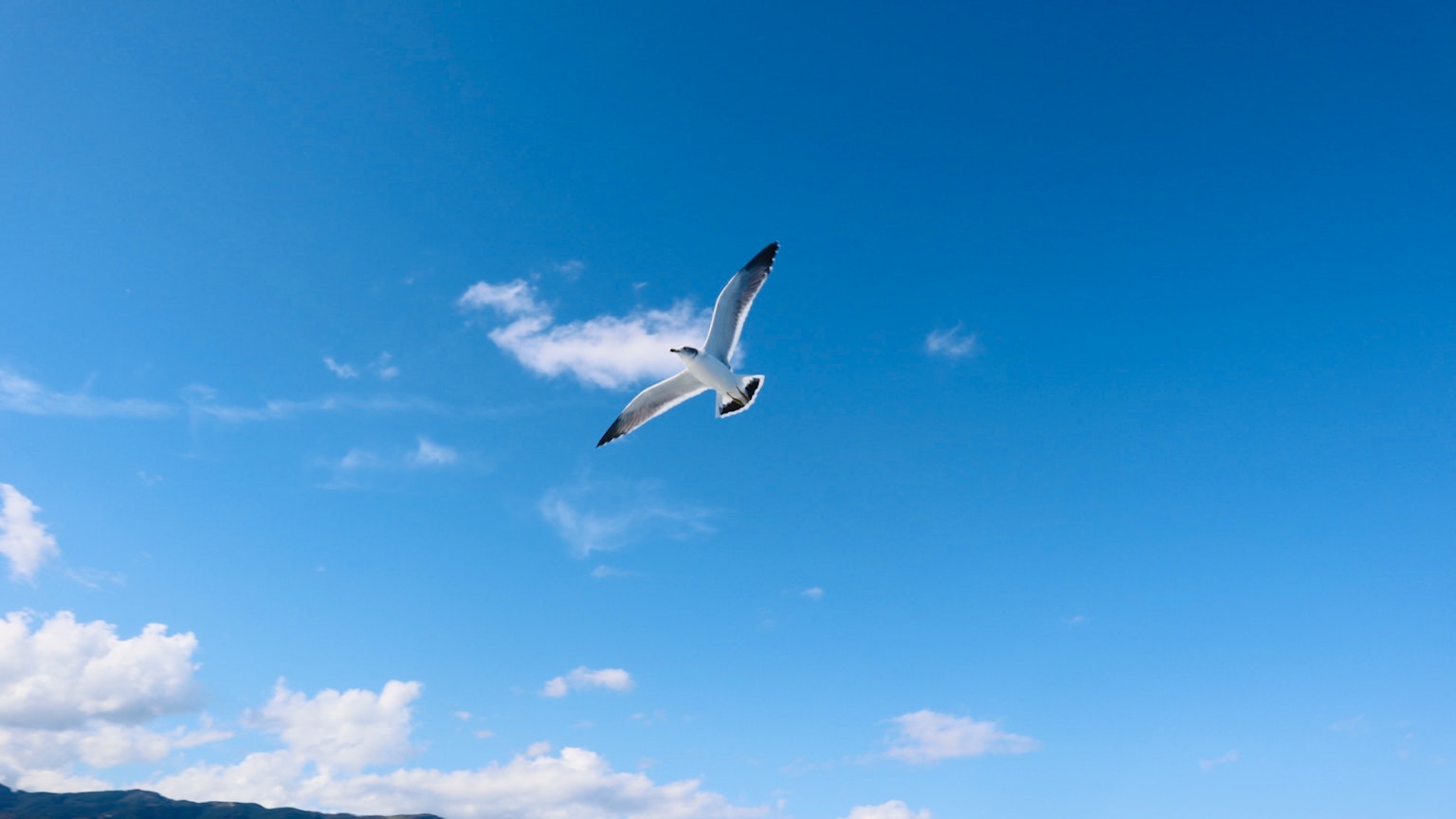 Eine weiße Möwe, die vor einem blauen Himmel fliegt