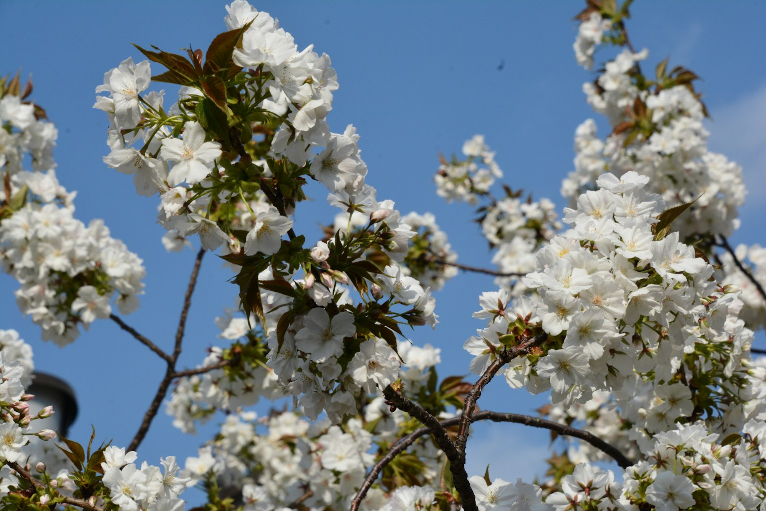 Fleurs de cerisier en pleine floraison sur fond de ciel bleu