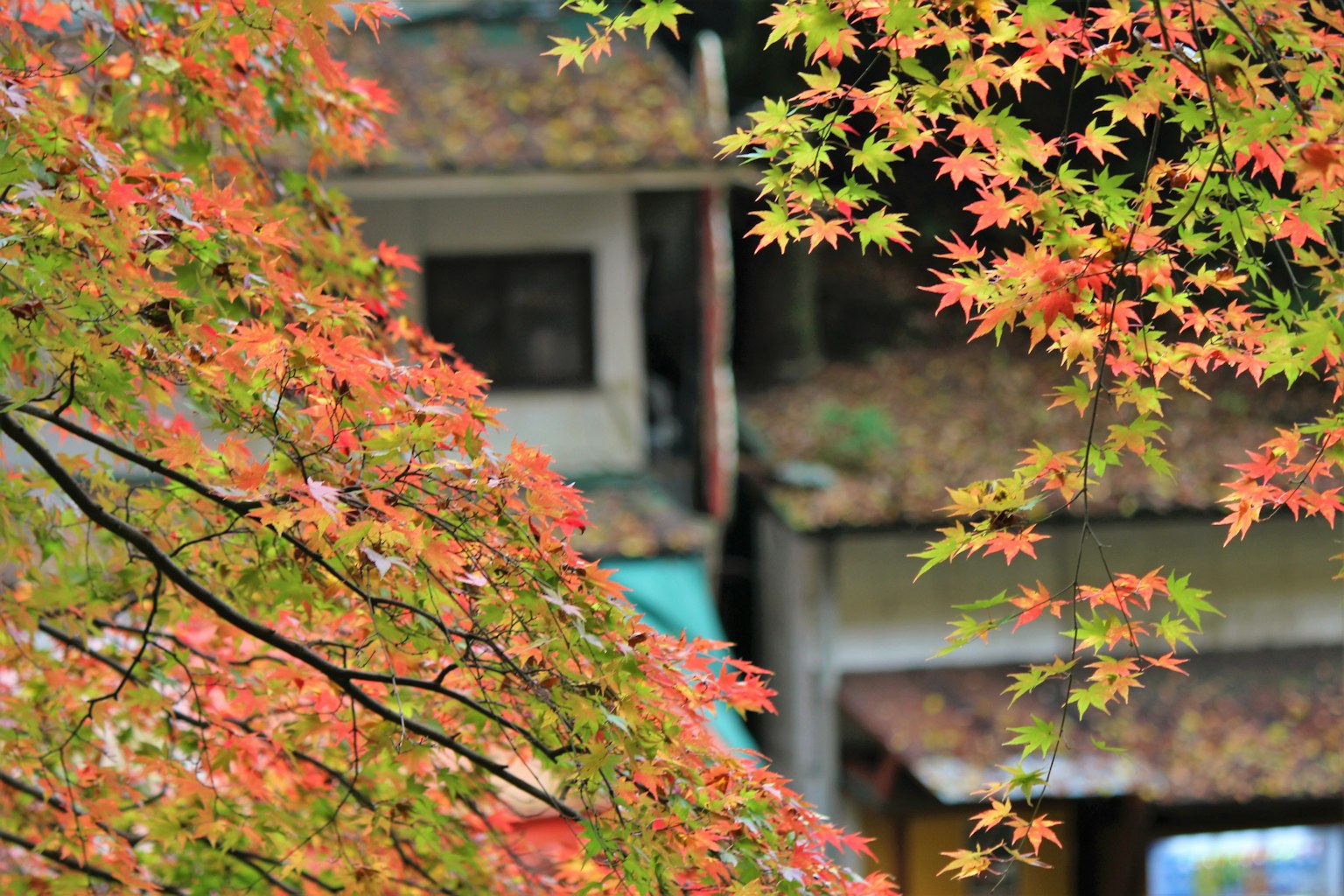 ทิวทัศน์ของบ้านที่ถูกล้อมรอบด้วยใบไม้ฤดูใบไม้ร่วงที่มีสีสัน
