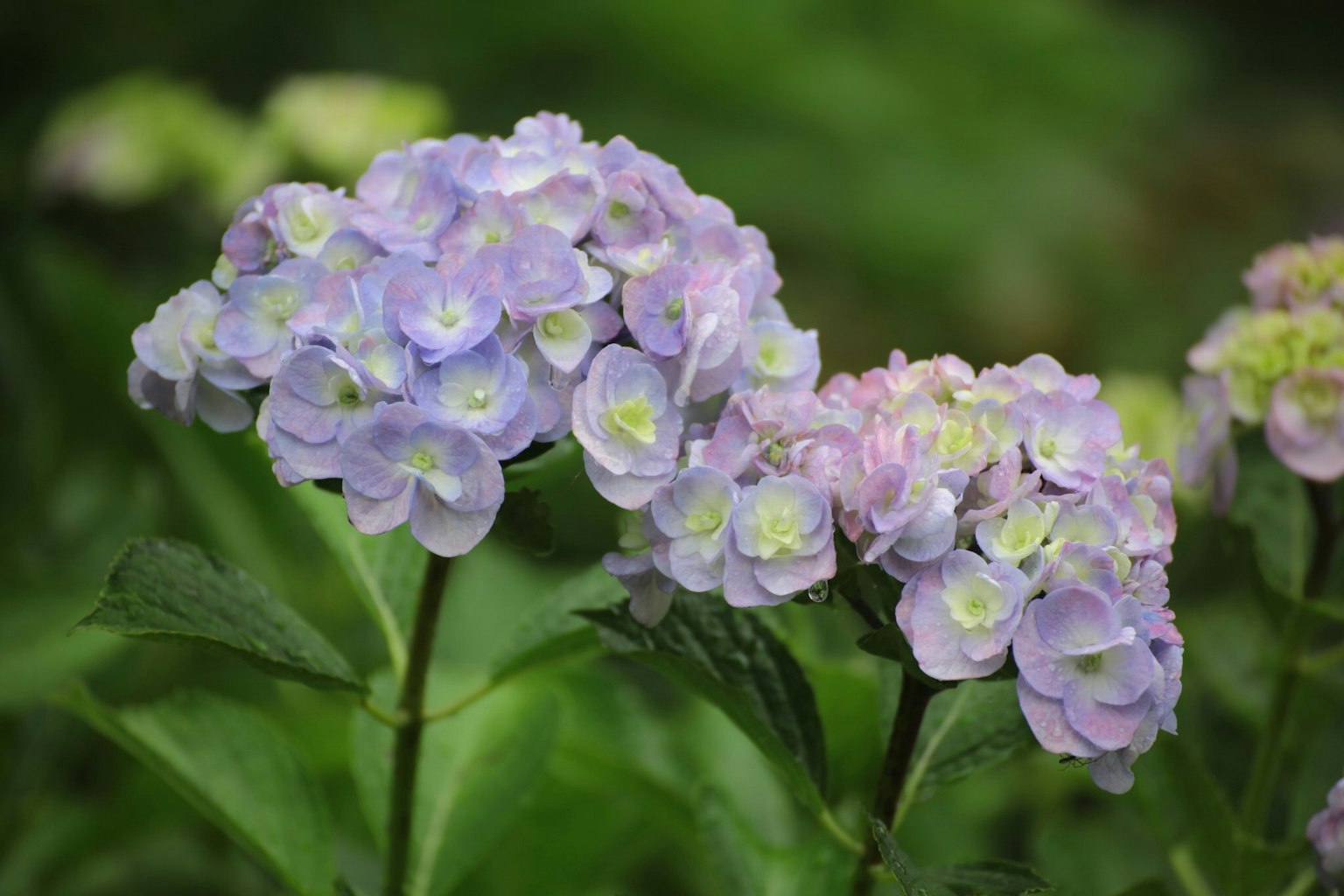 Regroupement de fleurs violettes et bleues dans un jardin