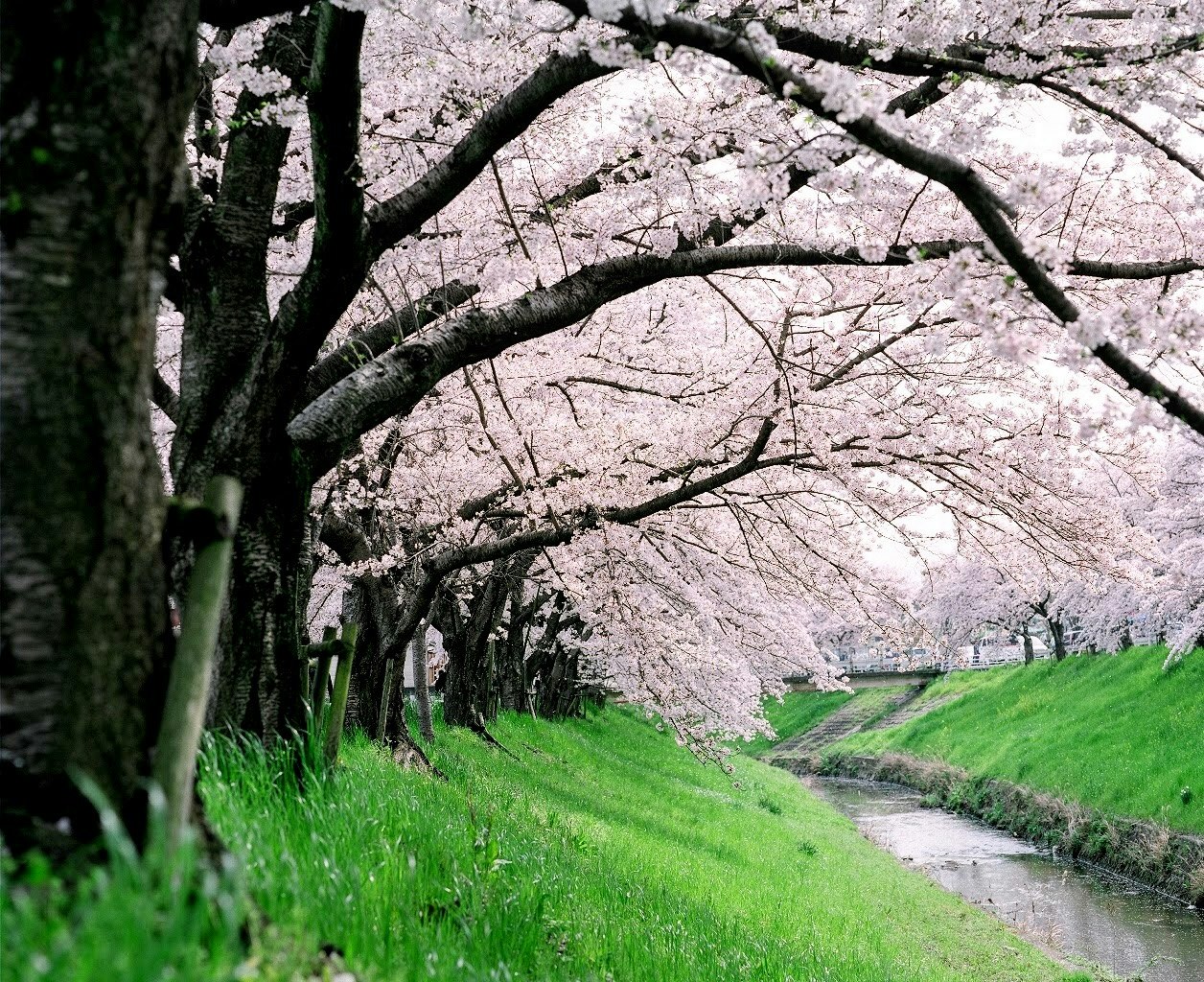 桜並木と小川のある春の小道