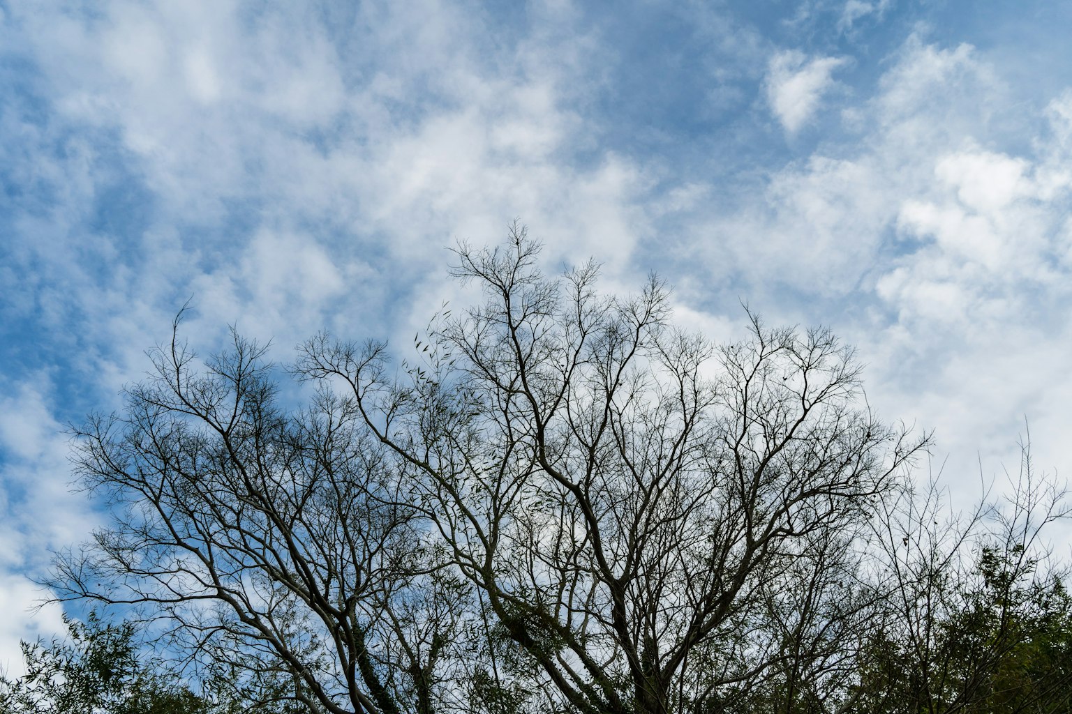 Silhouette eines Baumes mit dünnen Ästen vor blauem Himmel und Wolken