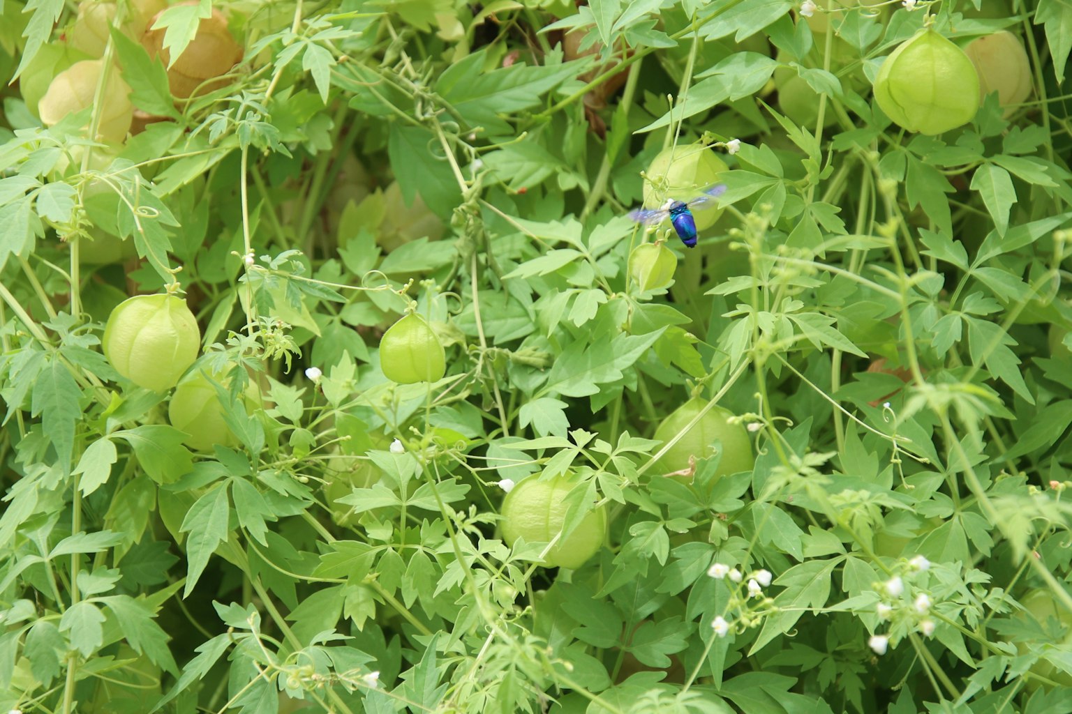 Nahaufnahme von grünen unreifen Tomaten und üppigem grünem Laub