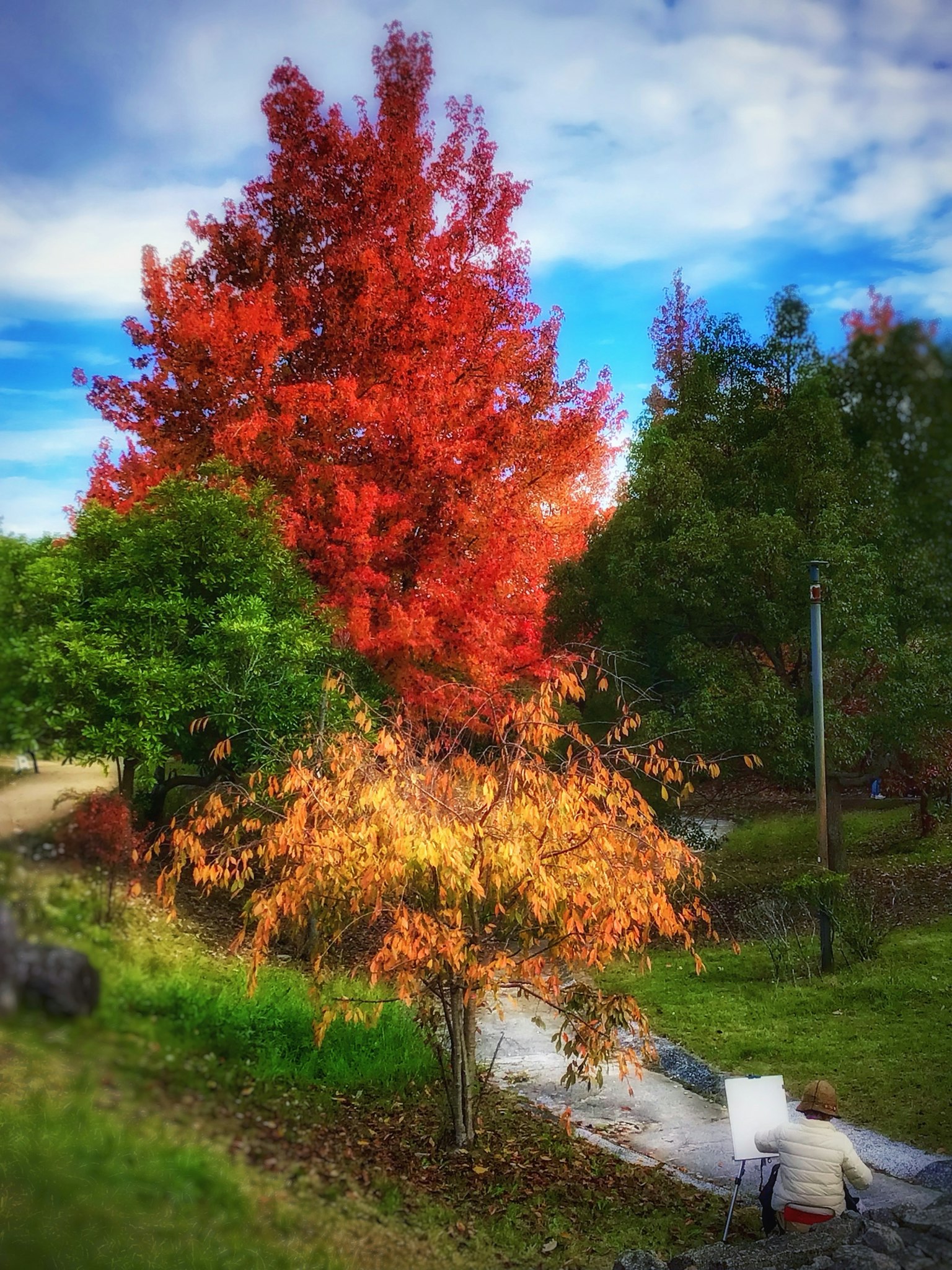 Vista escénica de un parque con un vibrante follaje de otoño que presenta árboles rojos y amarillos