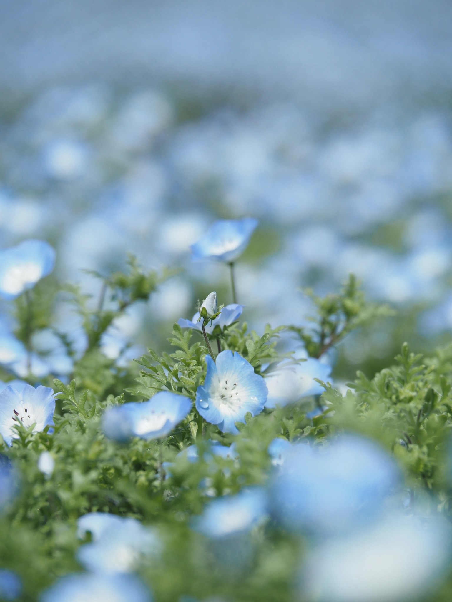 A beautiful landscape with blooming blue flowers