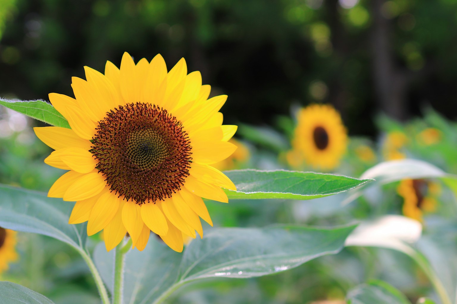 Un tournesol vibrant avec des pétales jaunes lumineux et des feuilles vertes