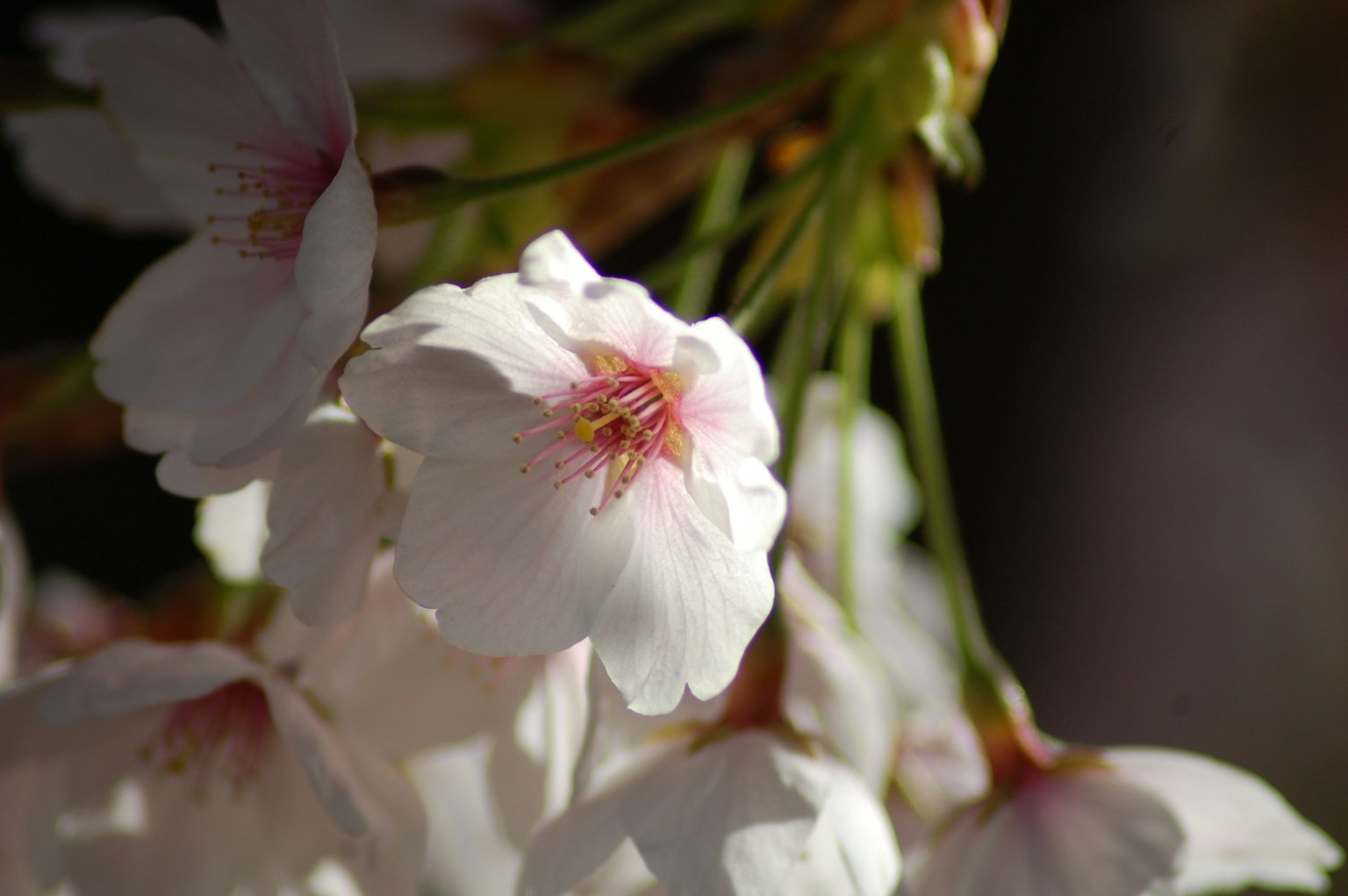 Gros plan de fleurs de cerisier avec des pétales blancs et des centres roses