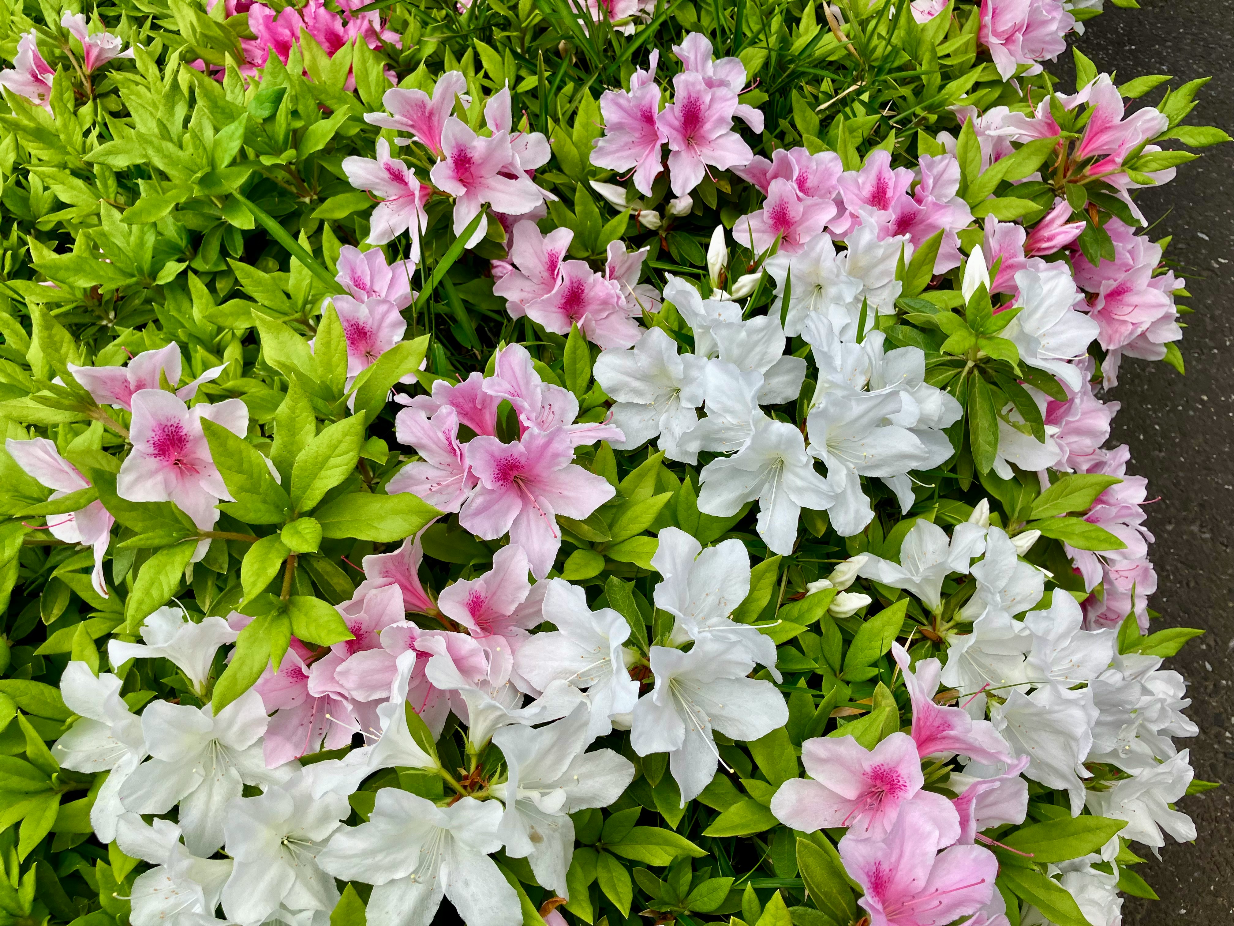 ピンクと白のツツジが咲く花壇のアップ