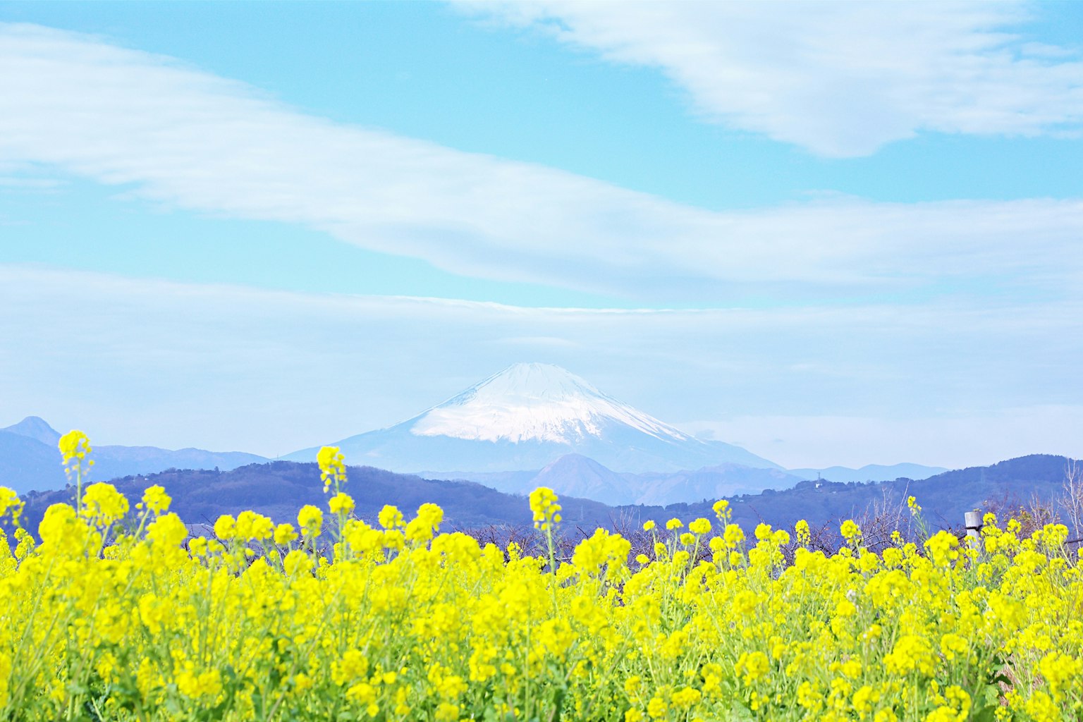 Scenic view of yellow rapeseed flowers with Mount Fuji in the background and a blue sky