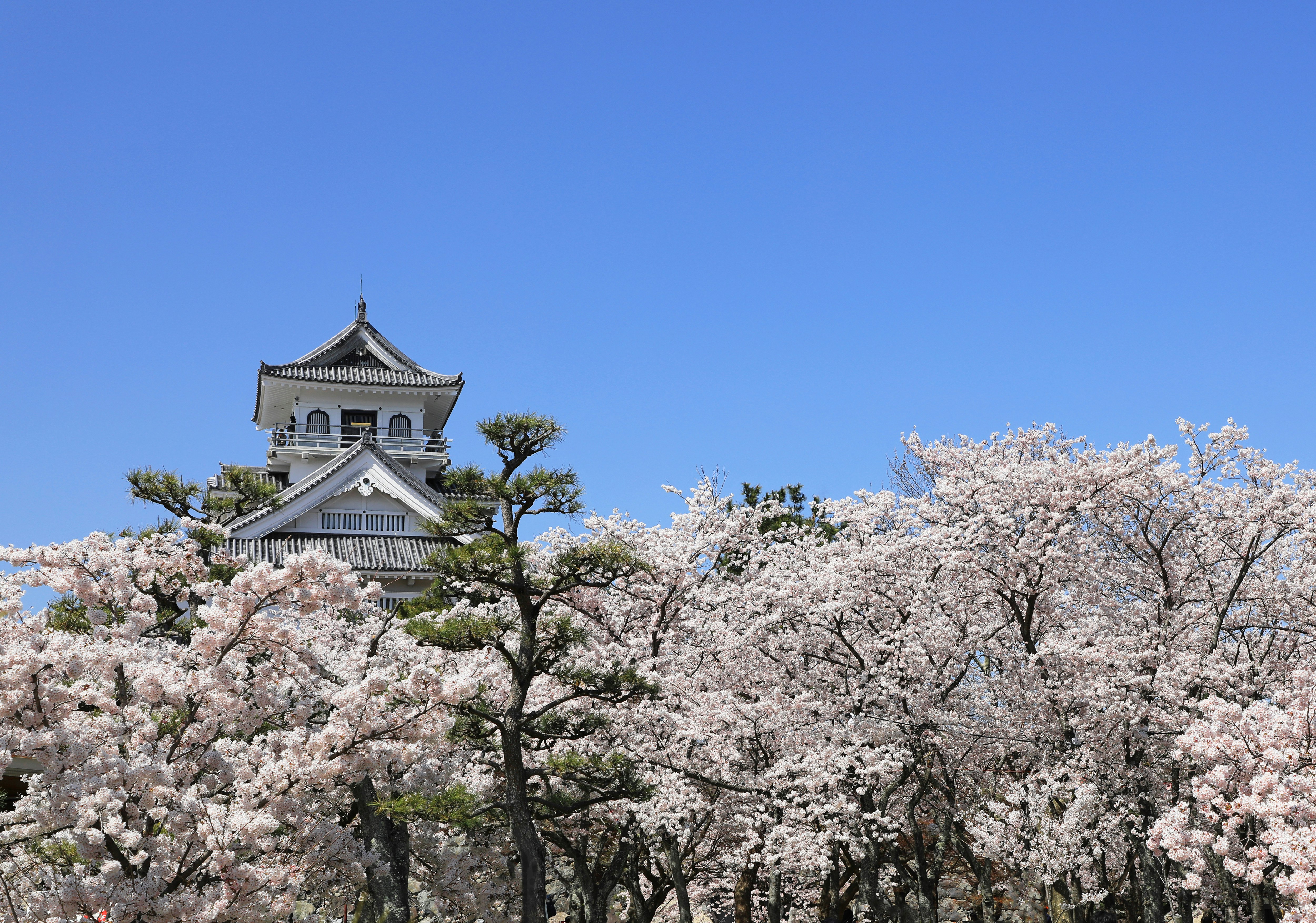 青空の下で咲く桜と城郭風の建物