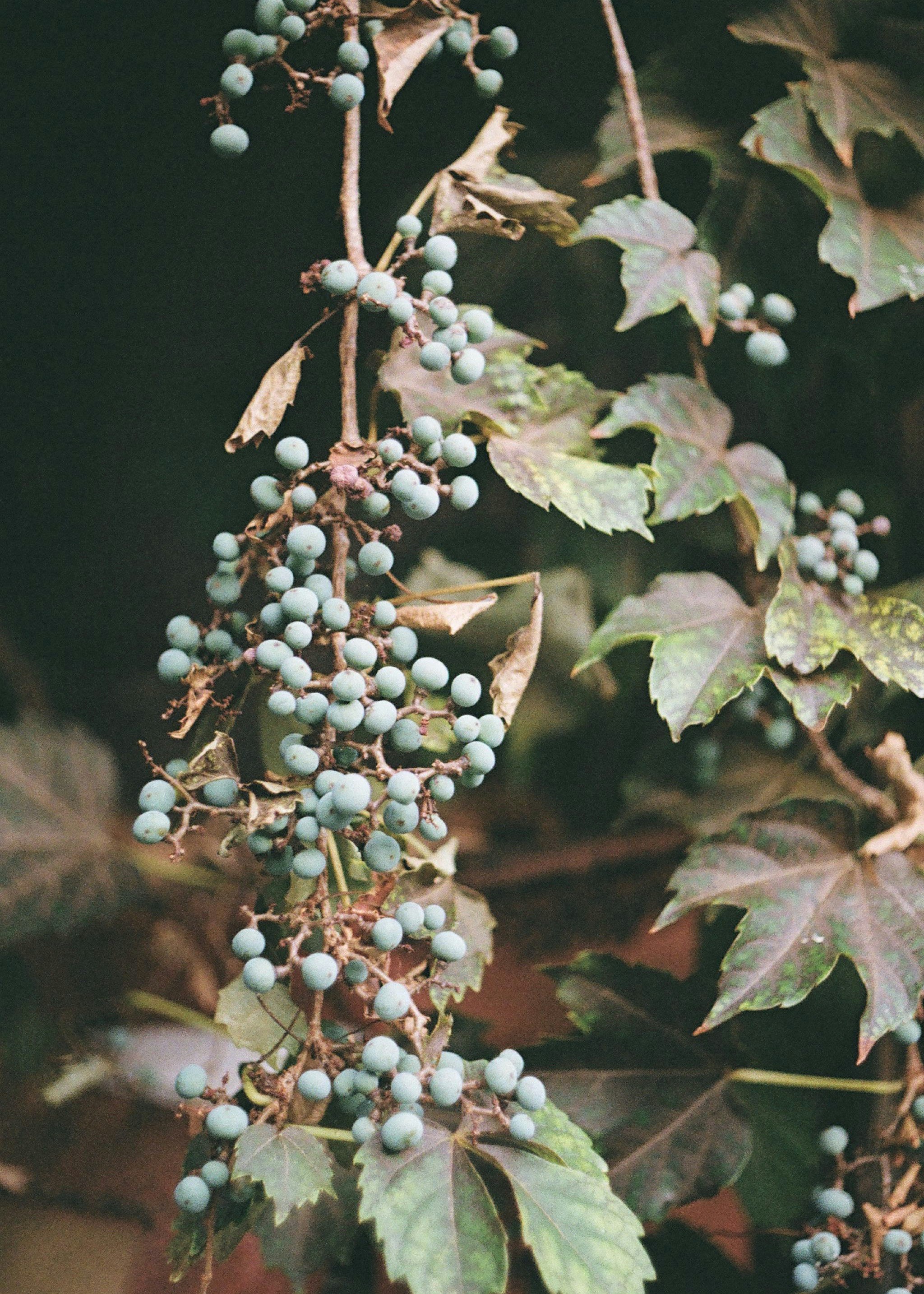 close-up of autumn berries and leaves on a branch
