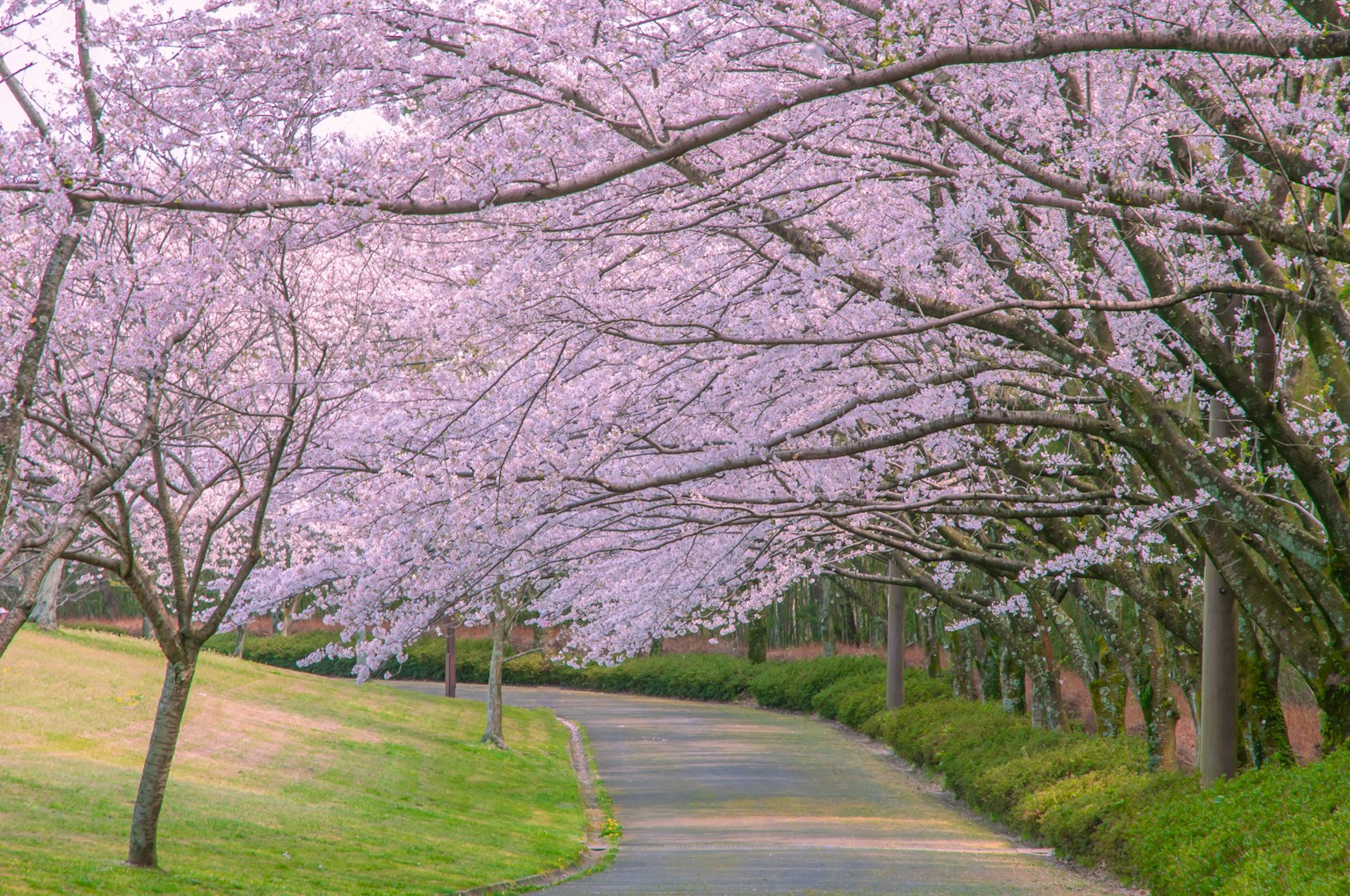 Beautiful pathway lined with cherry blossom trees