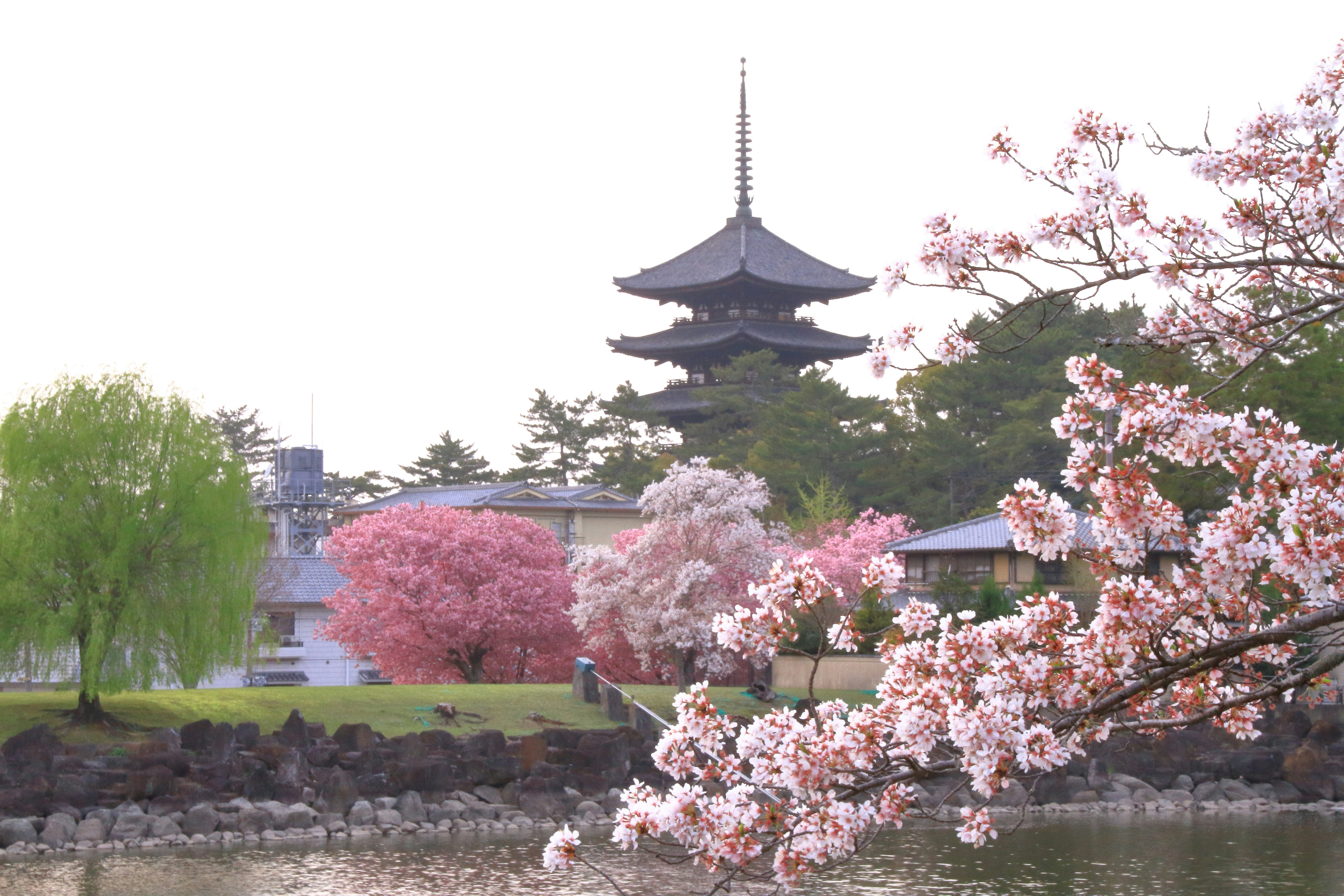 樱花与池塘旁的五重塔