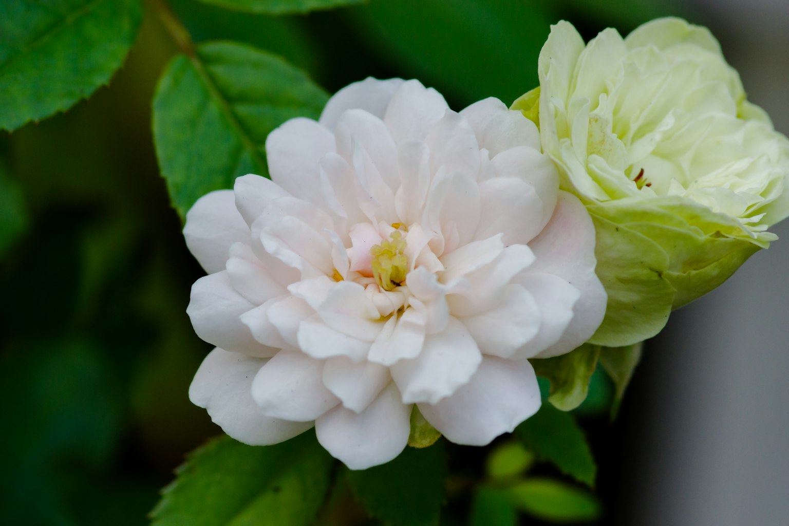 美丽的玫瑰花，白色花瓣和绿色叶子