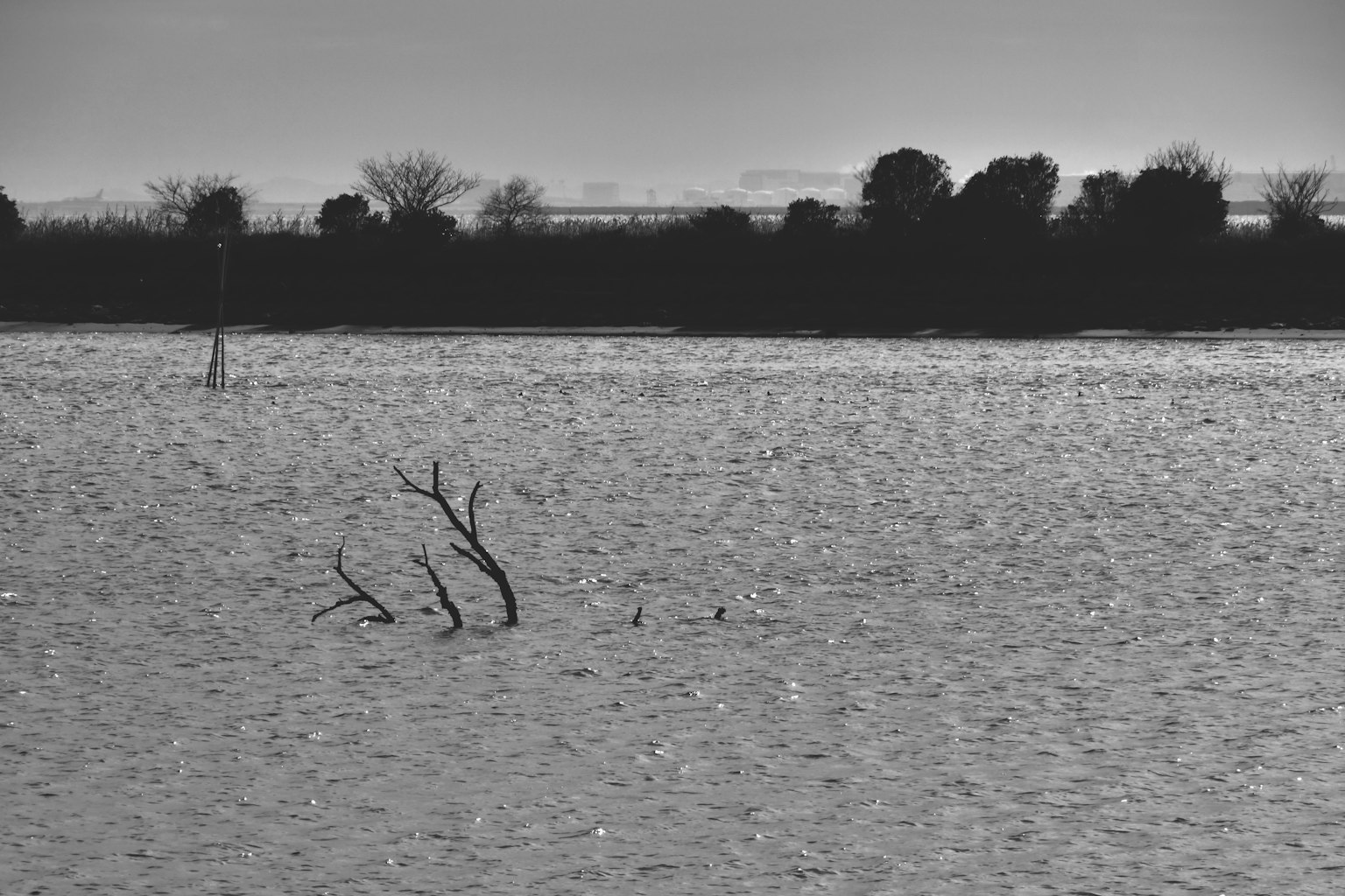 Branches nues émergeant de l'eau avec des silhouettes d'arbres au loin