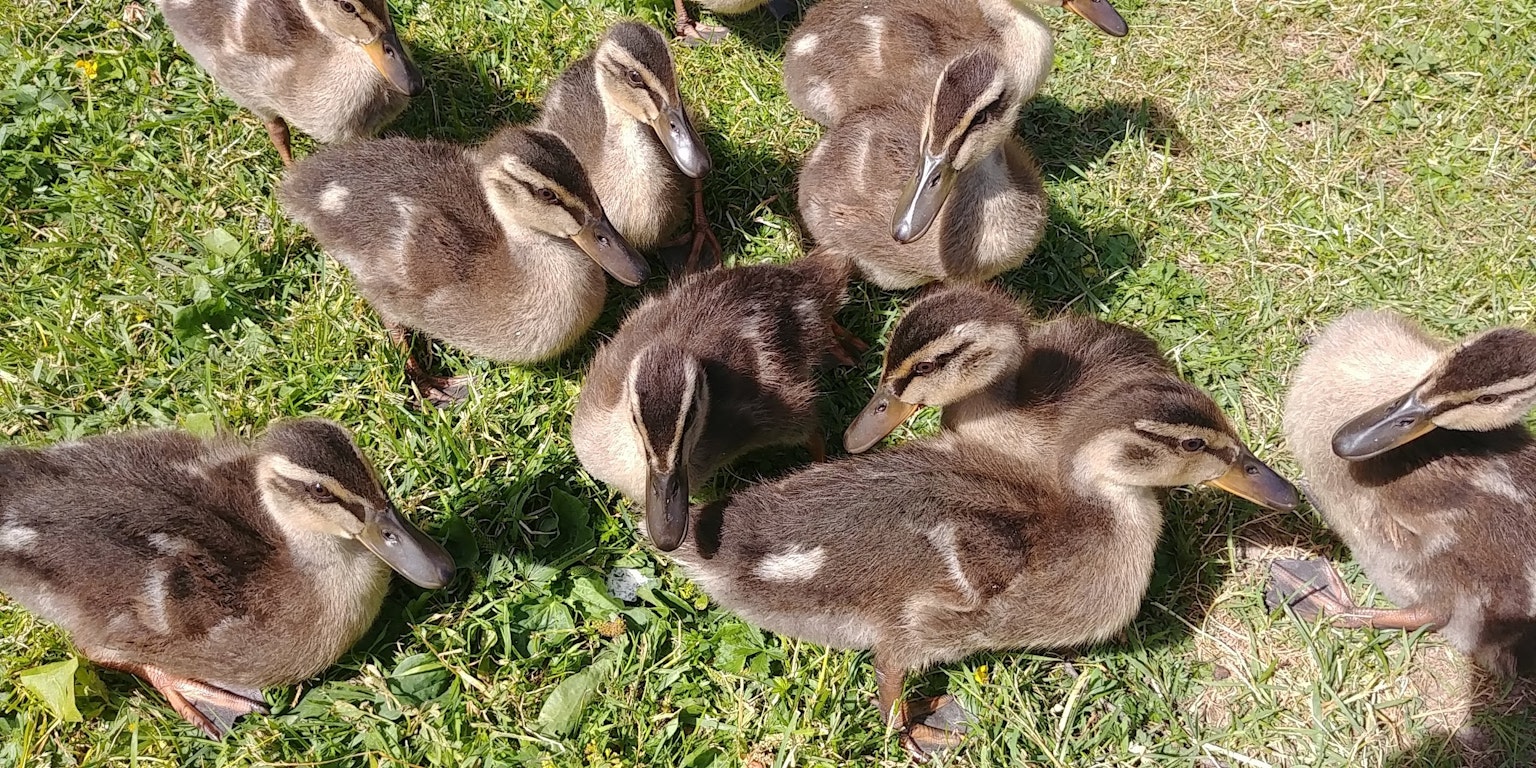 Un grupo de patitos descansando sobre hierba verde