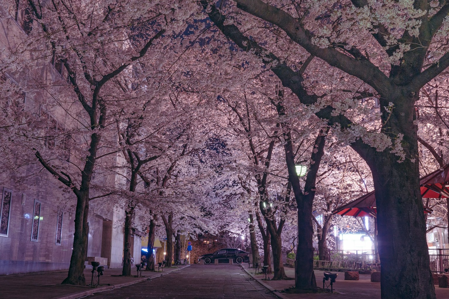 夜間燈光照亮的櫻花街道