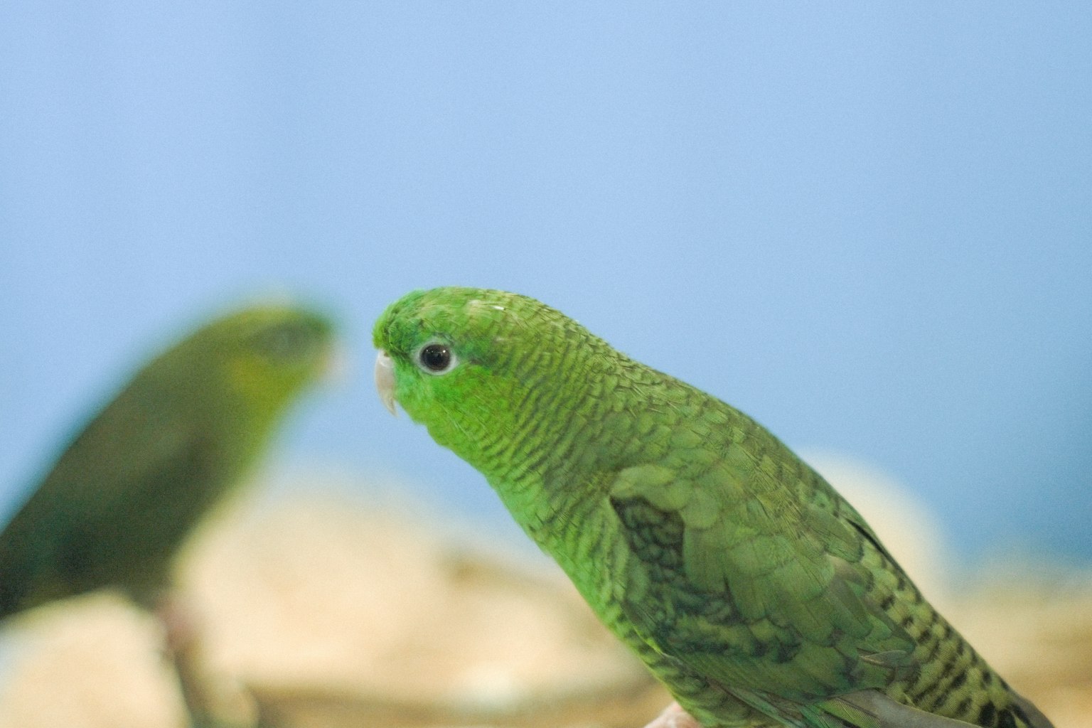 Pappagallo verde che guarda di lato
