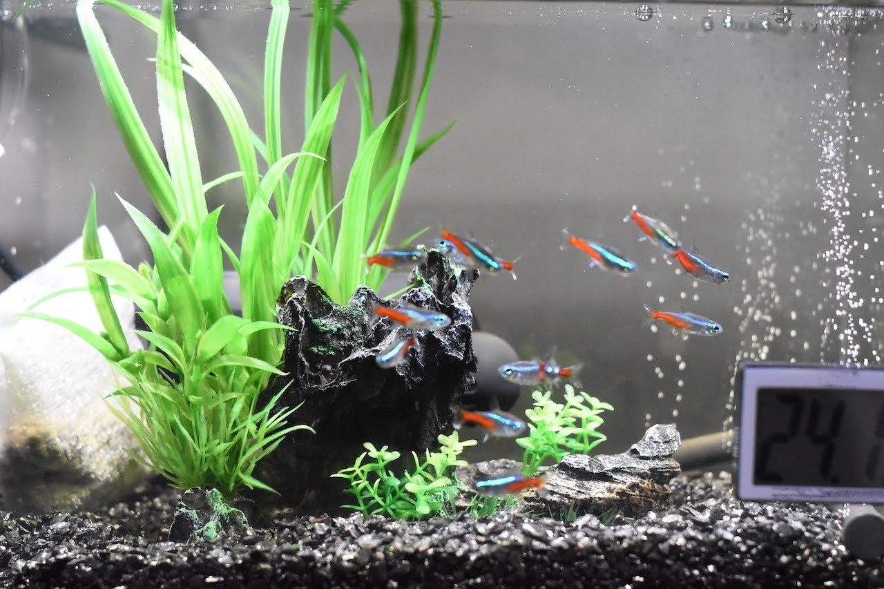 水族箱裡泡泡與小魚游動的場景
