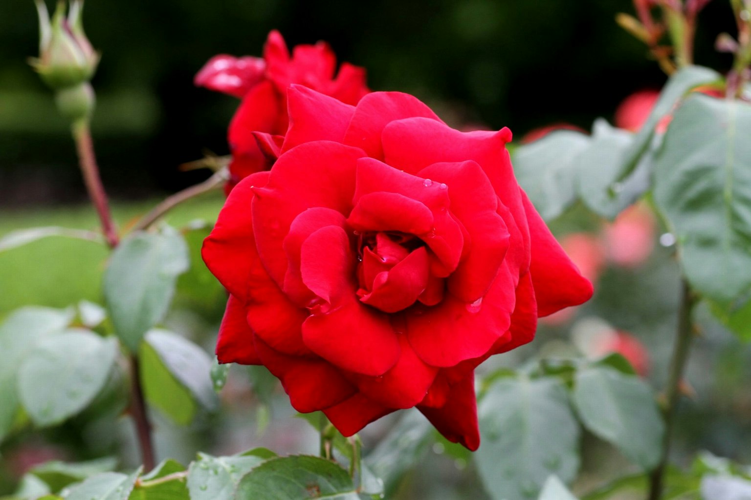Flor de rosa roja vibrante rodeada de hojas verdes