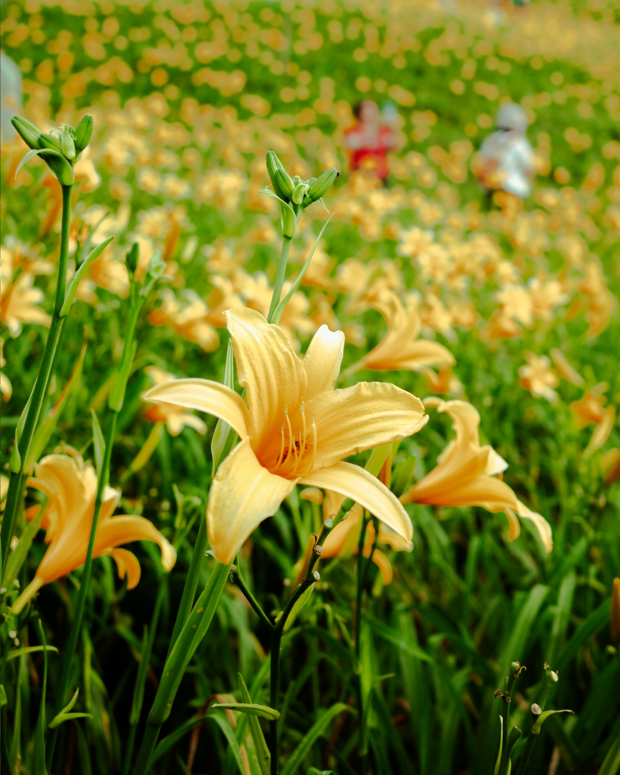 草原に咲く黄色いユリの花