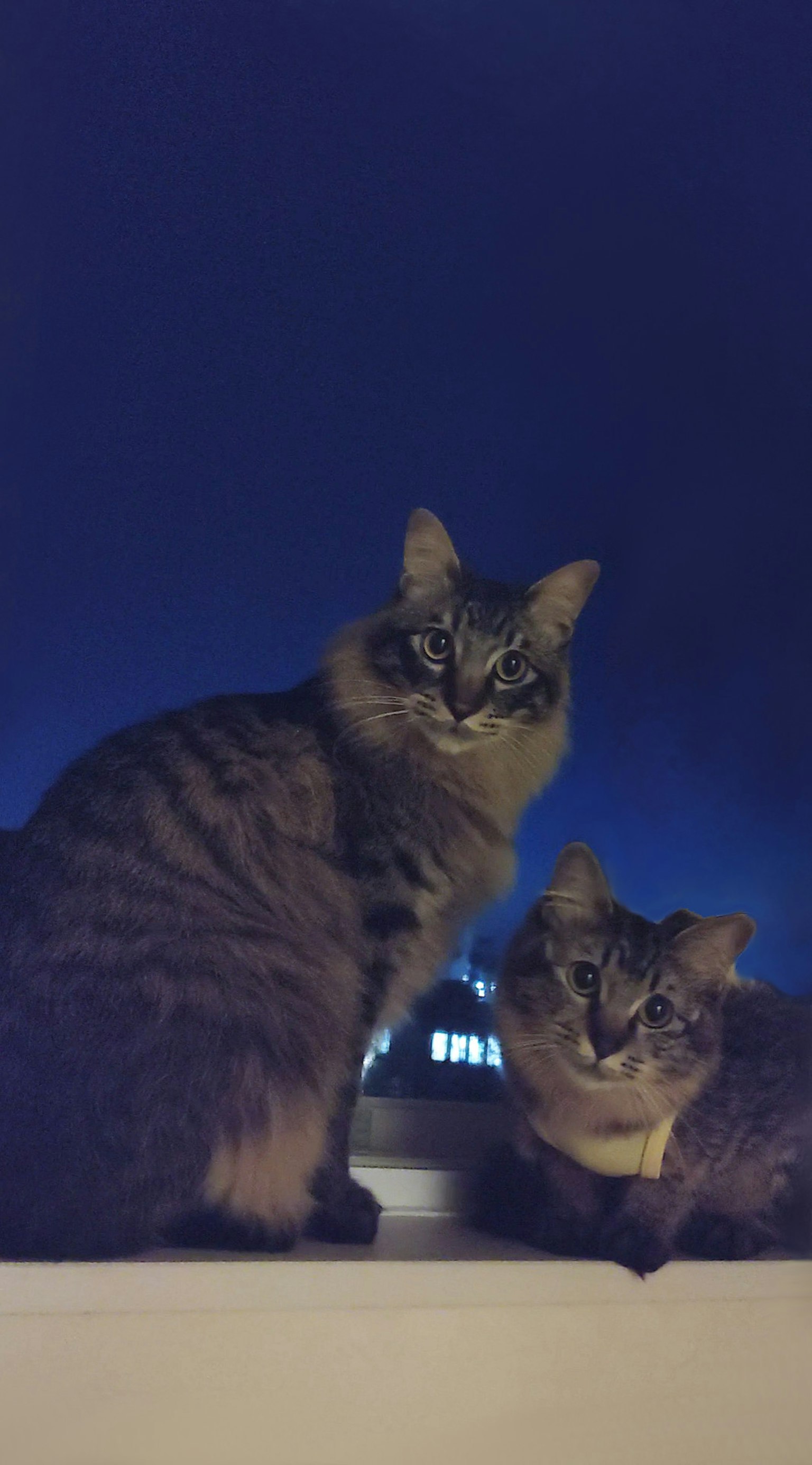 Dos gatos sentados en un alféizar de ventana por la noche