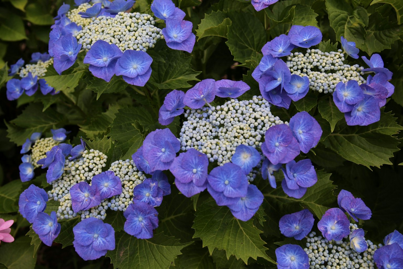 Kumpulan bunga hydrangea biru yang mekar penuh