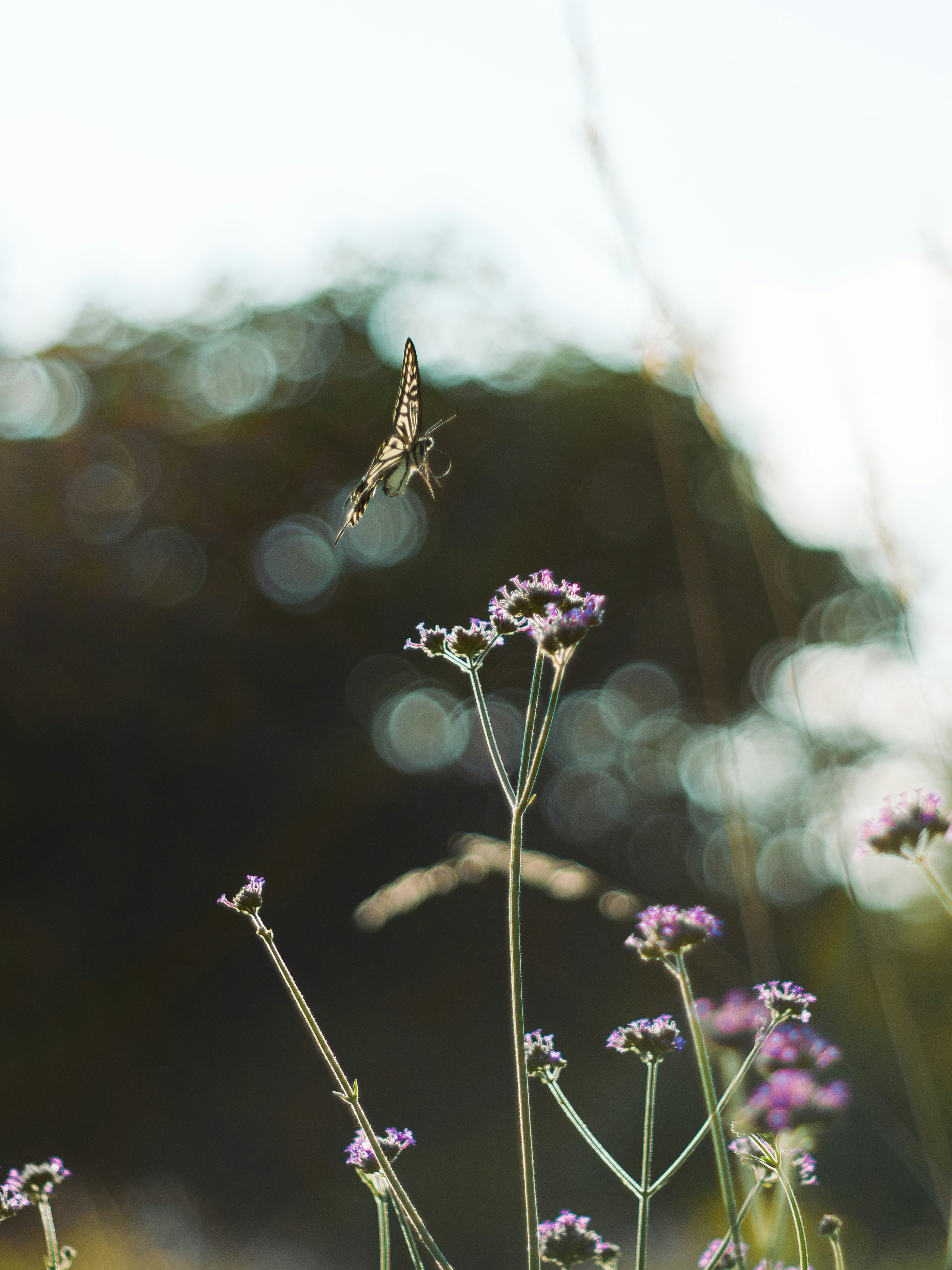紫の小花と蝶が舞う草原のボケ背景
